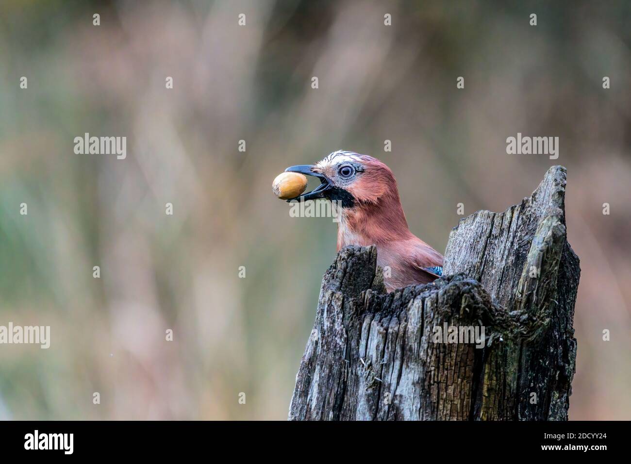 Aberystwyth, Ceredigion, Wales, Großbritannien. November 2020. Ein kalter, grauer Herbsttag und ein eichhörnchen und ein eichhörnchen sind auf der Nahrungssuche in Mittelwales. Quelle: Phil Jones/Alamy Live News Stockfoto