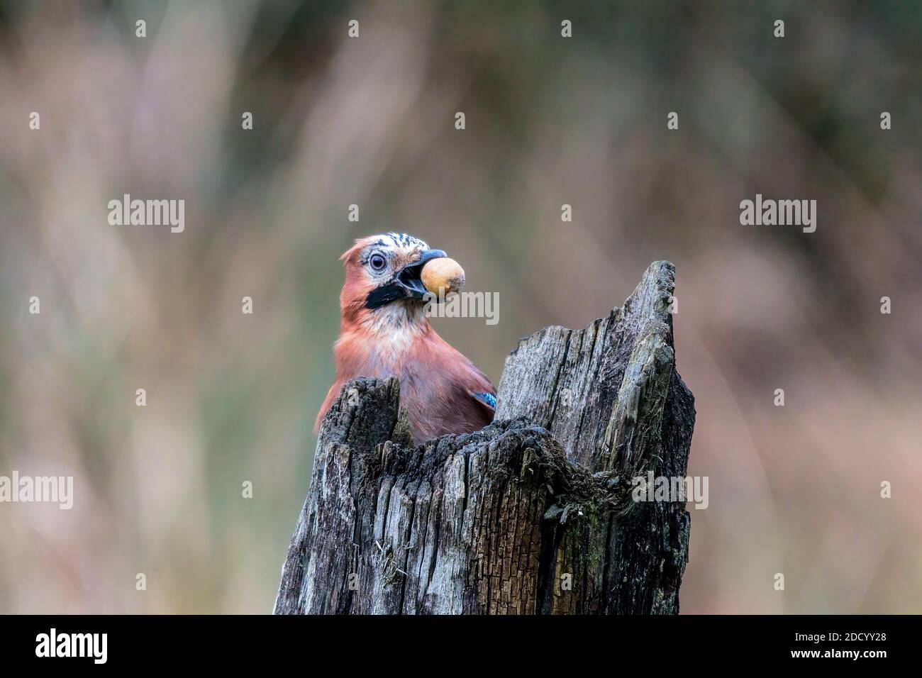 Aberystwyth, Ceredigion, Wales, Großbritannien. November 2020. Ein kalter, grauer Herbsttag und ein eichhörnchen und ein eichhörnchen sind auf der Nahrungssuche in Mittelwales. Quelle: Phil Jones/Alamy Live News Stockfoto