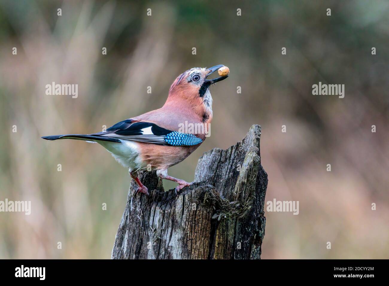 Aberystwyth, Ceredigion, Wales, Großbritannien. November 2020. Ein kalter, grauer Herbsttag und ein eichhörnchen und ein eichhörnchen sind auf der Nahrungssuche in Mittelwales. Quelle: Phil Jones/Alamy Live News Stockfoto