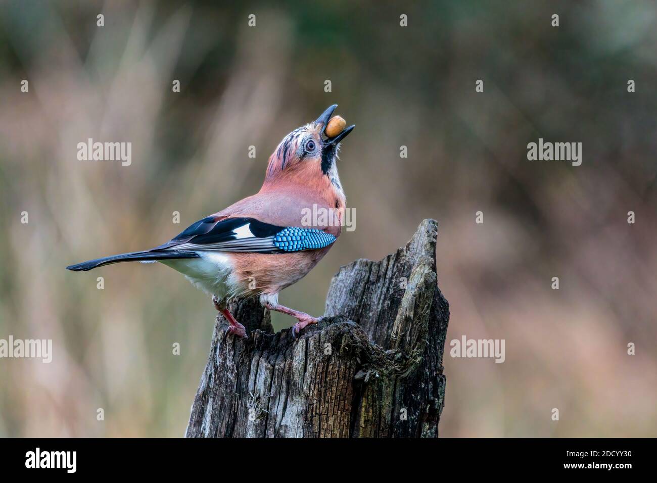 Aberystwyth, Ceredigion, Wales, Großbritannien. November 2020. Ein kalter, grauer Herbsttag und ein eichhörnchen und ein eichhörnchen sind auf der Nahrungssuche in Mittelwales. Quelle: Phil Jones/Alamy Live News Stockfoto