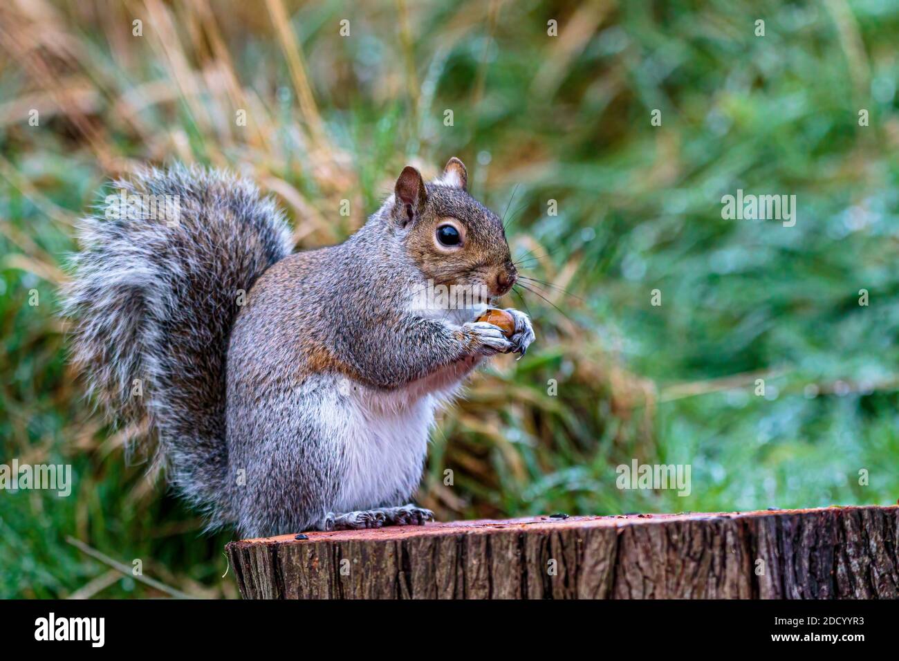 Aberystwyth, Ceredigion, Wales, Großbritannien. November 2020. Ein kalter, grauer Herbsttag und ein eichhörnchen und ein eichhörnchen sind auf der Nahrungssuche in Mittelwales. Quelle: Phil Jones/Alamy Live News Stockfoto