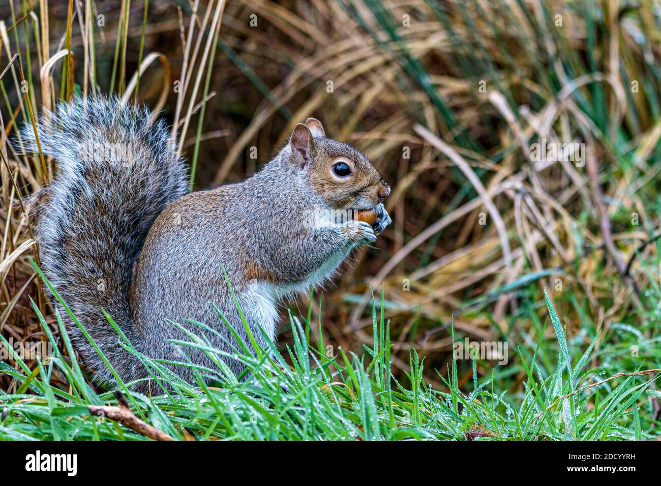Aberystwyth, Ceredigion, Wales, Großbritannien. November 2020. Ein kalter, grauer Herbsttag und ein eichhörnchen und ein eichhörnchen sind auf der Nahrungssuche in Mittelwales. Quelle: Phil Jones/Alamy Live News Stockfoto