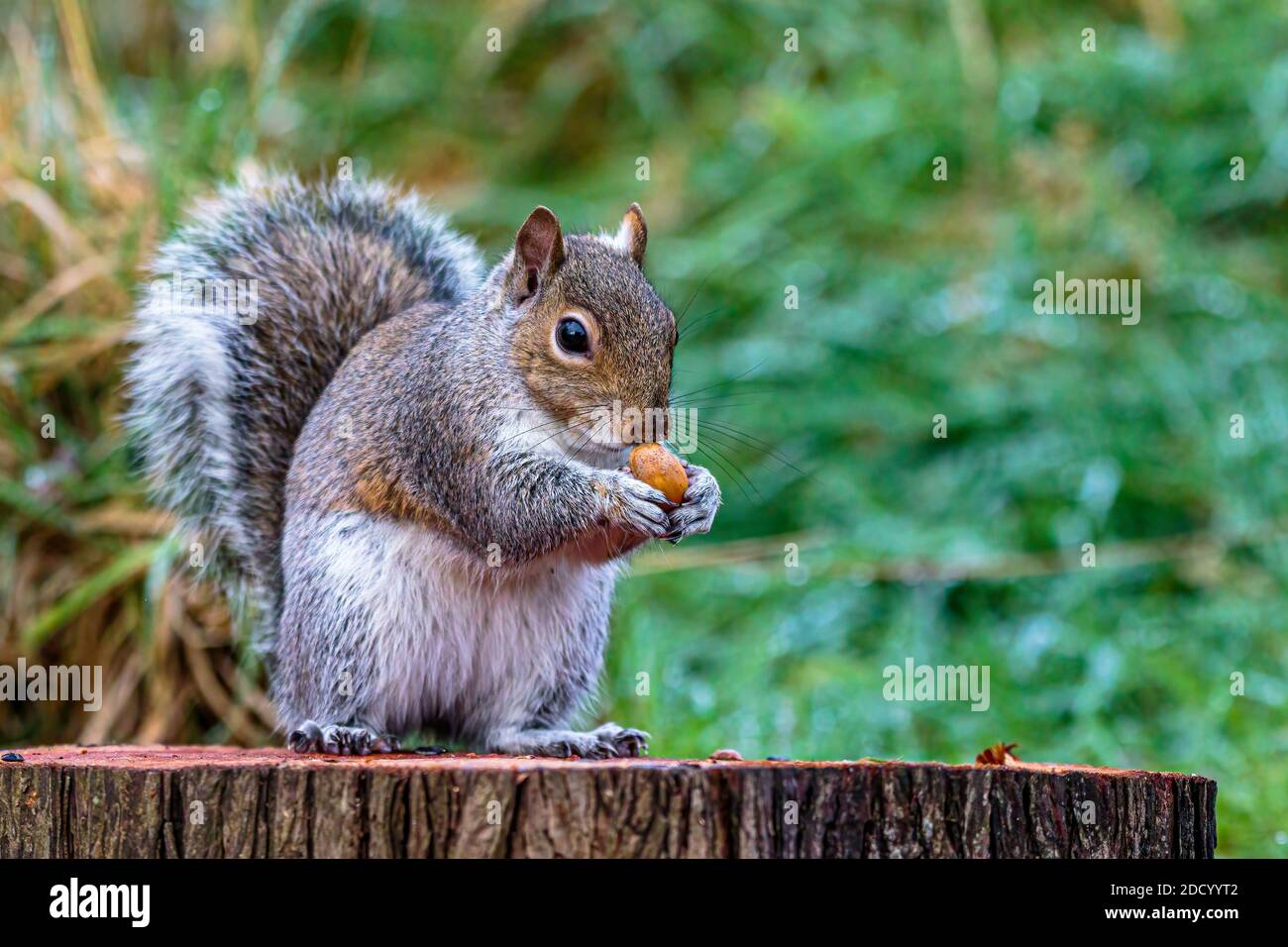 Aberystwyth, Ceredigion, Wales, Großbritannien. November 2020. Ein kalter, grauer Herbsttag und ein eichhörnchen und ein eichhörnchen sind auf der Nahrungssuche in Mittelwales. Quelle: Phil Jones/Alamy Live News Stockfoto
