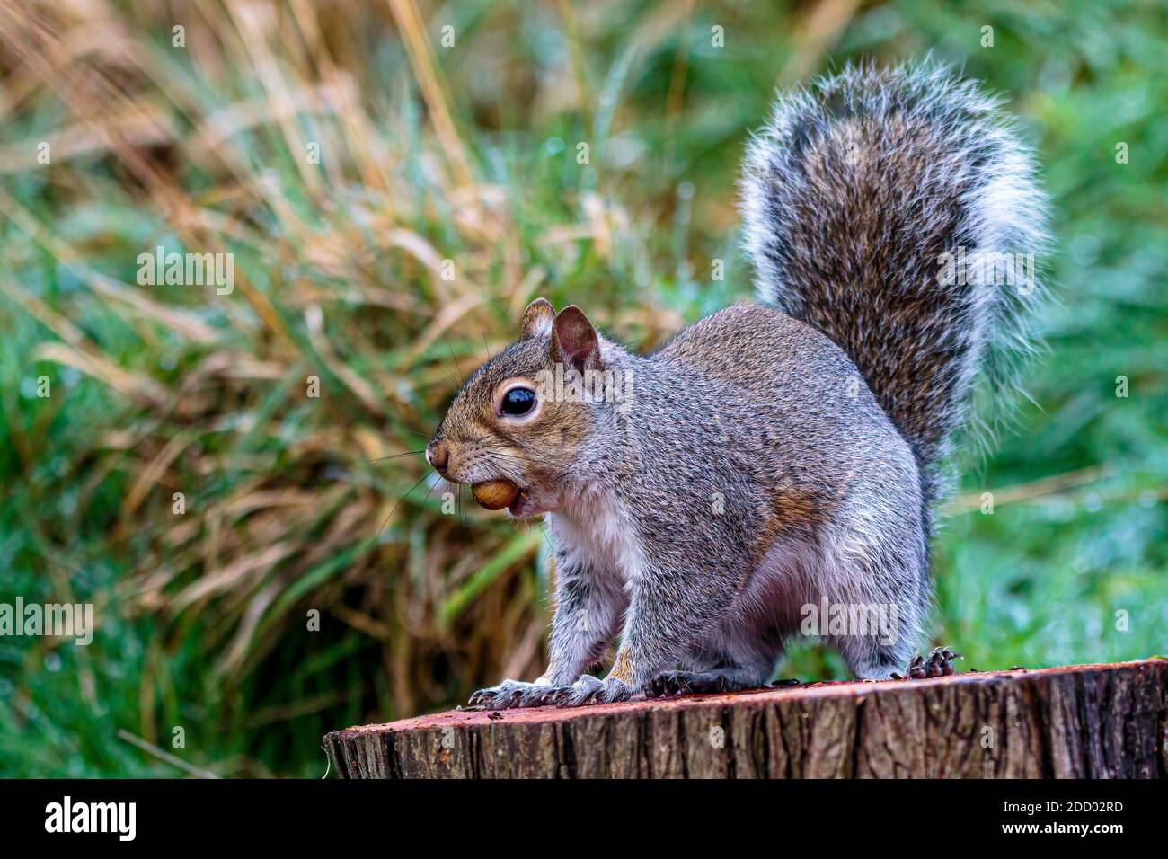 Ein graues Eichhörnchen auf der Nahrungssuche für Eicheln im Herbst Mitte Wales Stockfoto
