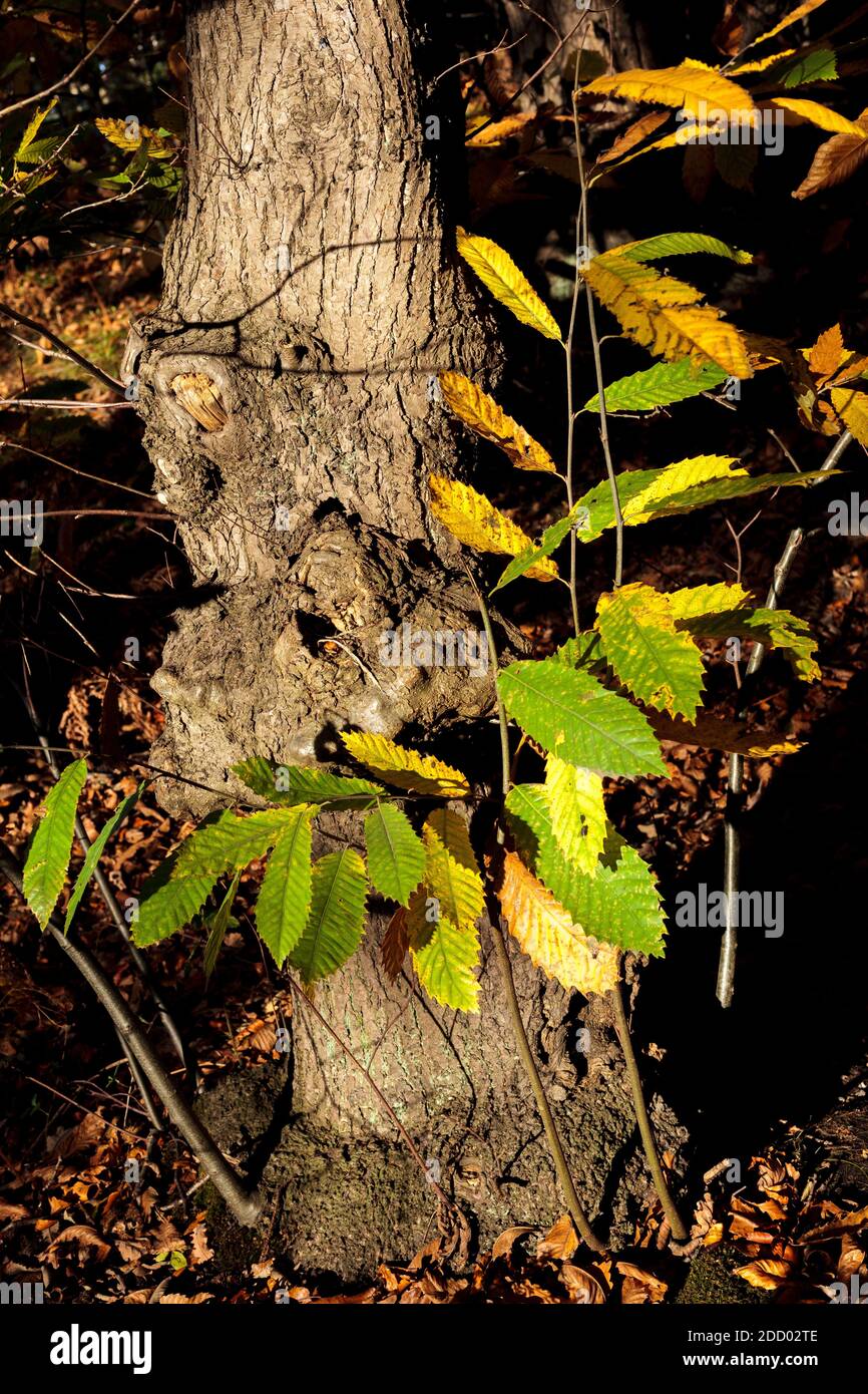 Baumdetail in niedriger Sonne mit süßen Kastanienblättern. Stockfoto