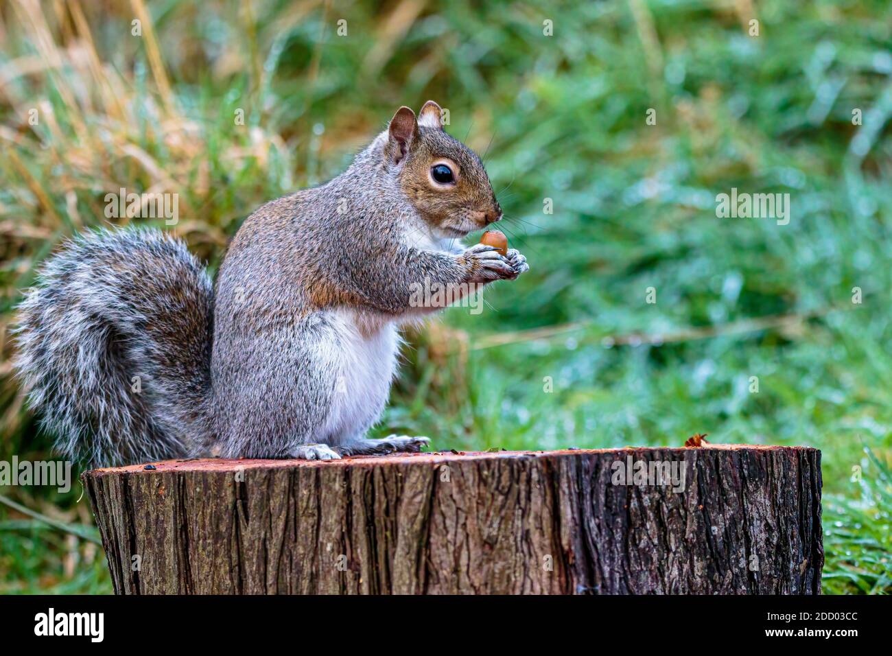 Ein graues Eichhörnchen auf der Nahrungssuche für Eicheln im Herbst Mitte Wales Stockfoto