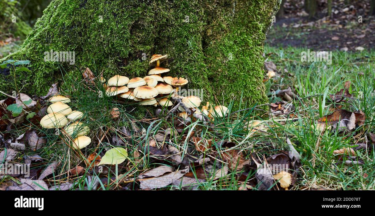 Herbst in den Yorkshire Dales und nicht identifizierte Toadhocker aus der Basis der Bäume entspringen. Stockfoto