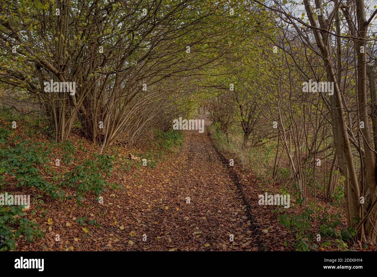 Pfad zwischen bunten Blättern in te Fall durch einen Tunnel von Büschen, Rands, Dänemark, 15. November 2020 Stockfoto