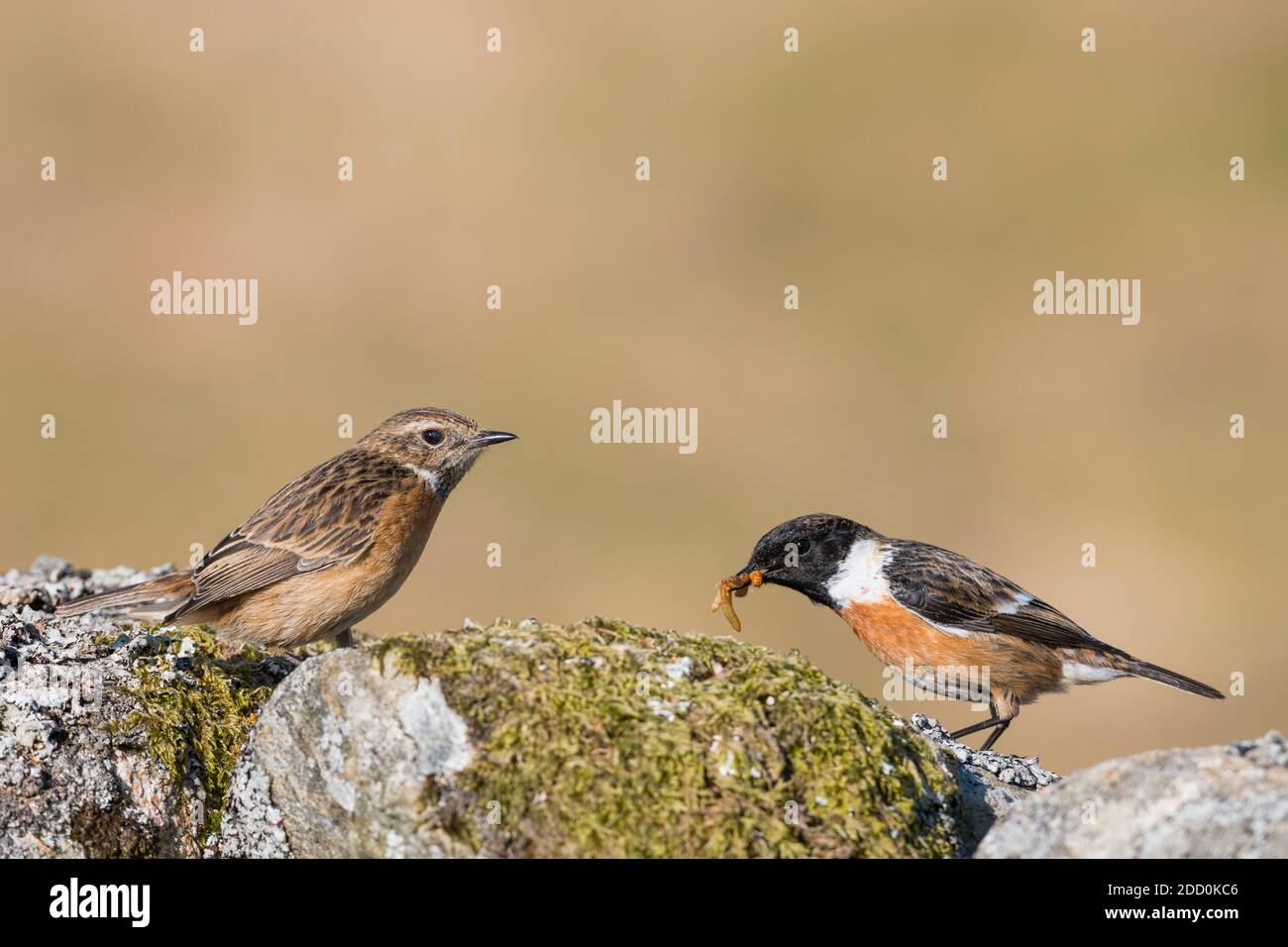 Stonechat, männlich und weiblich, Saxicola rubicola, Dumfries & Galloway, Schottland Stockfoto