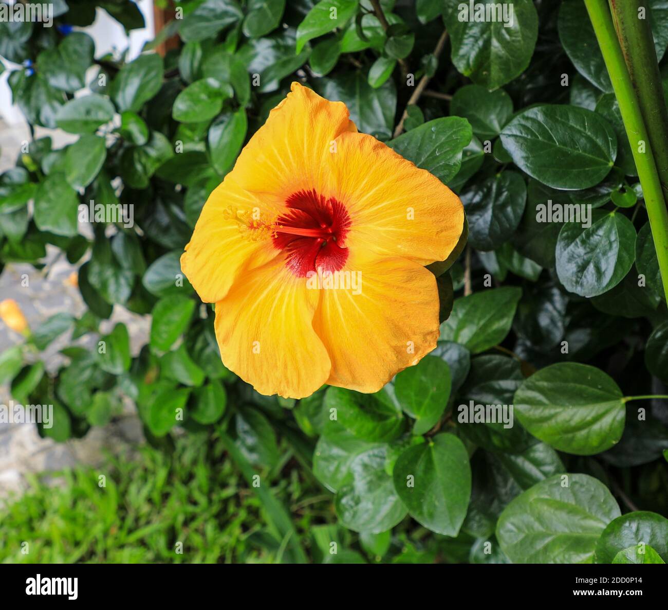 Eine gelbe Hibiskusblüte (Hibiscus brackenridgei), Vietnam, Asien Stockfoto