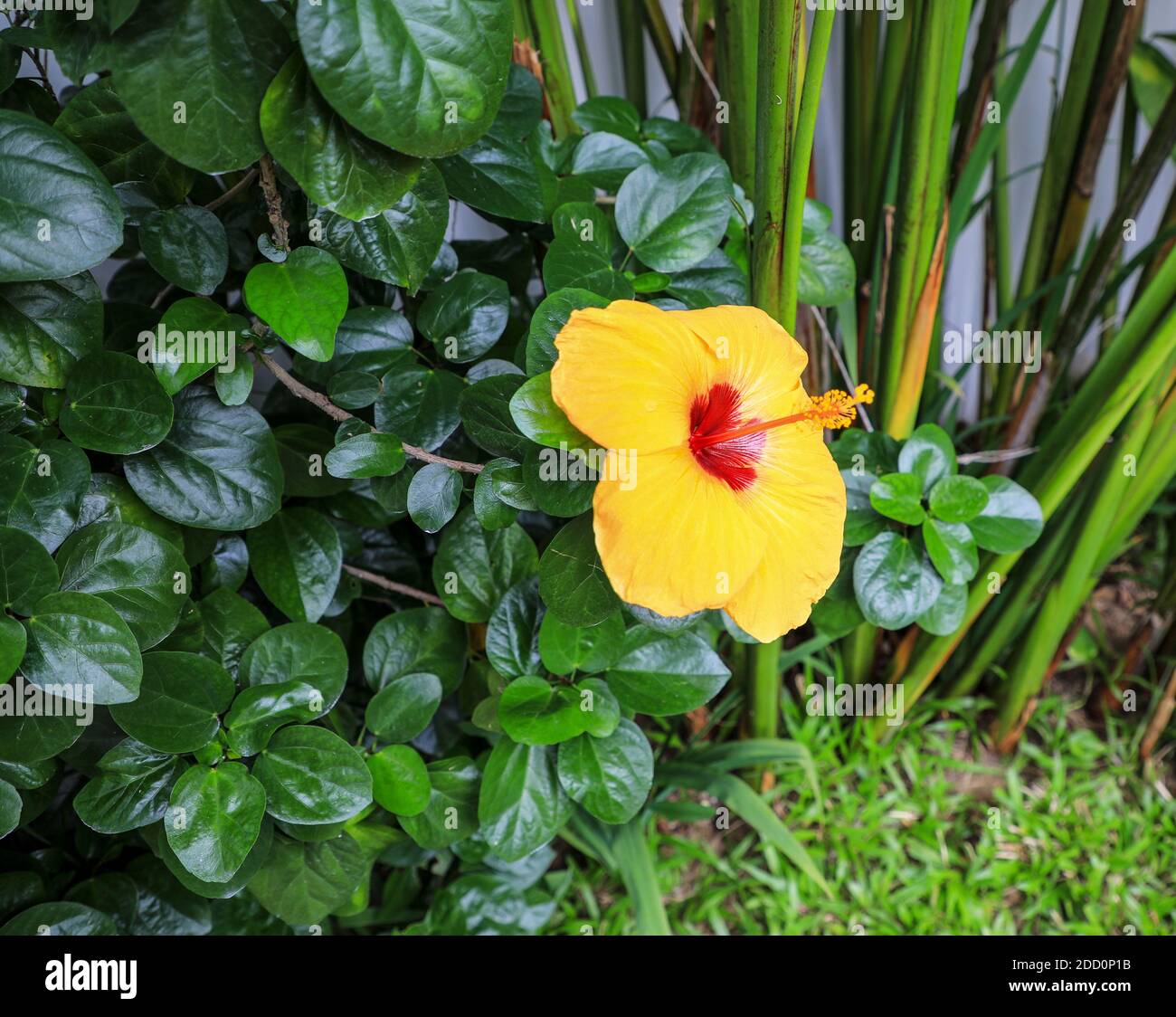 Eine gelbe Hibiskusblüte (Hibiscus brackenridgei), Vietnam, Asien Stockfoto