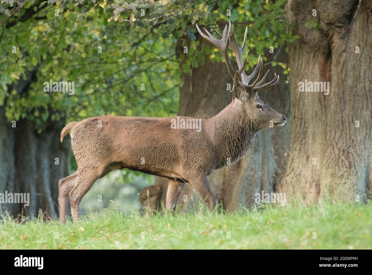 Rothirsch während der Rut, Studley Royal, North Yorkshire Stockfoto