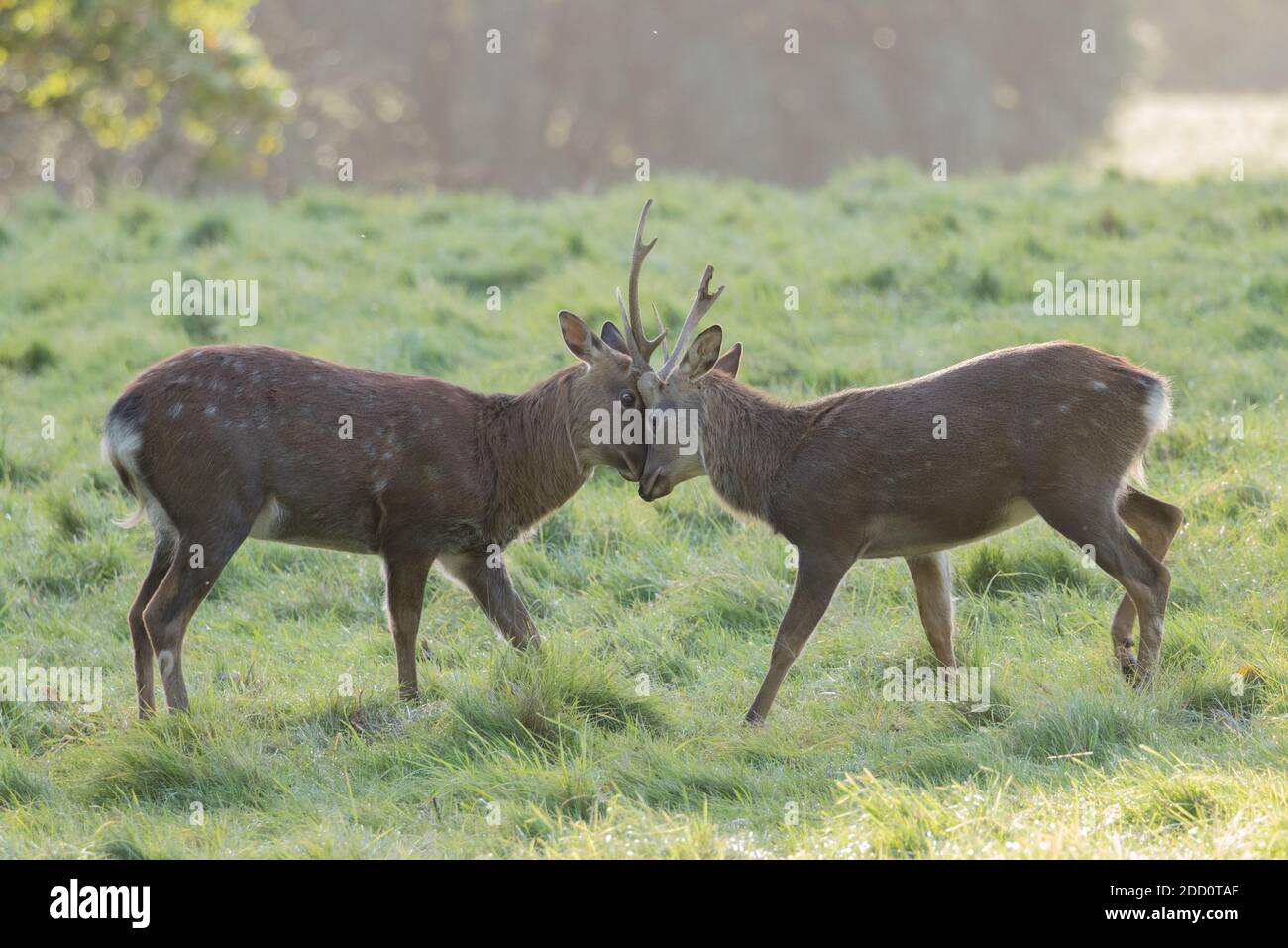 Zwei junge Sika Hirsche, die rauten, Studley Royal, North Yorkshire Stockfoto
