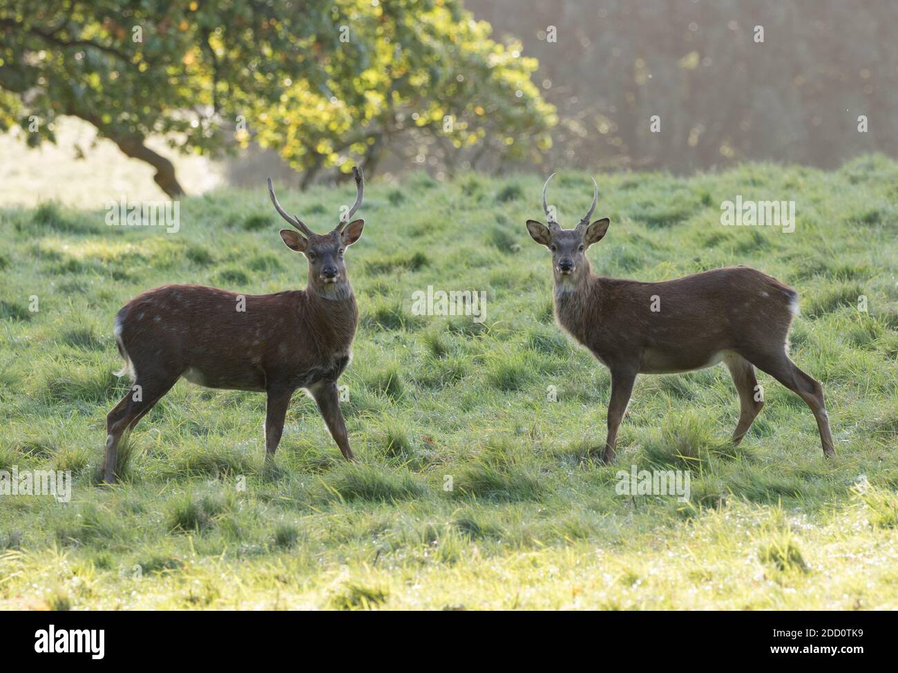 Zwei junge Sika Hirsche, die rauten, Studley Royal, North Yorkshire Stockfoto