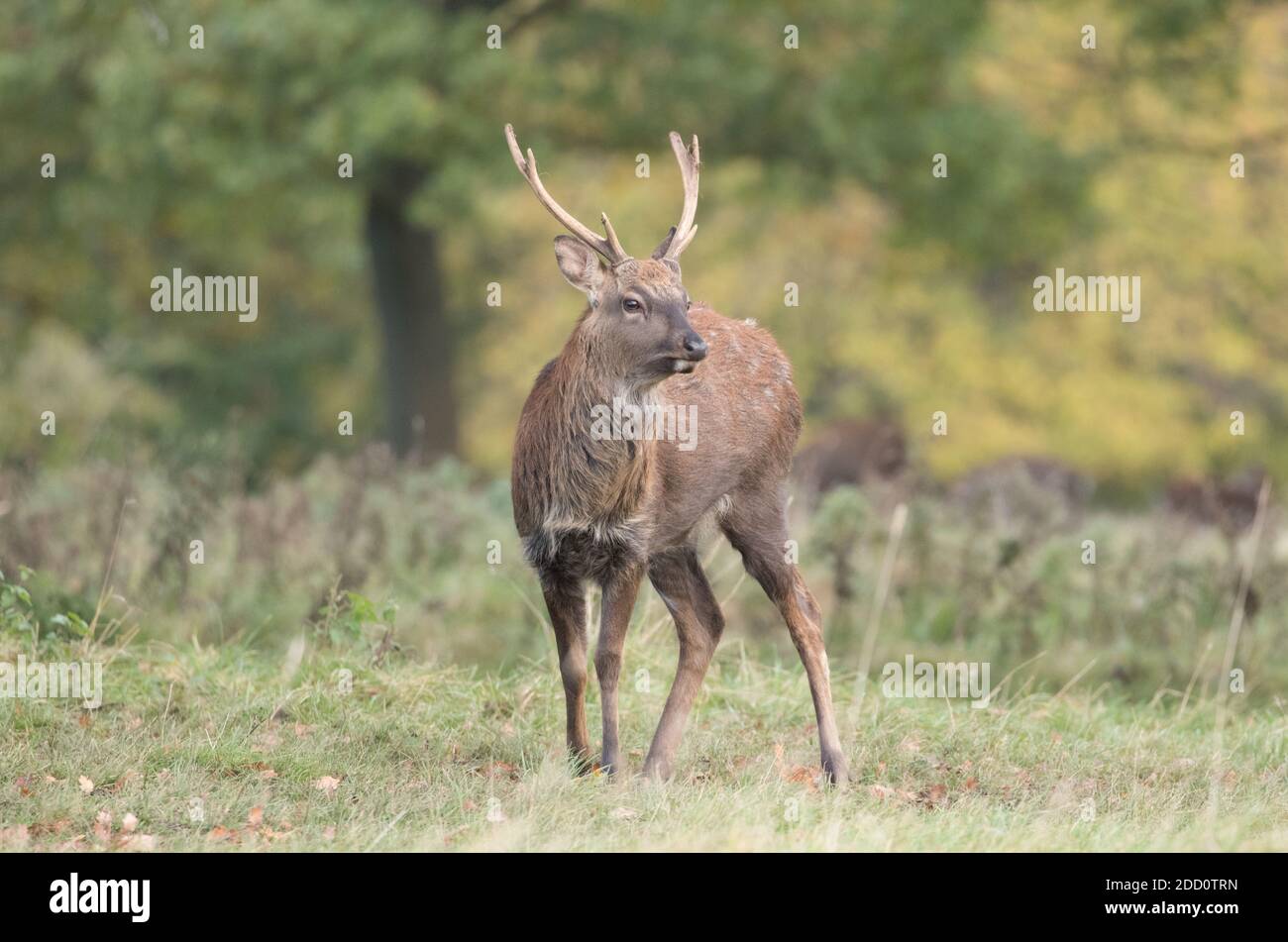 Sika Hirsch, Studley Royal Park Stockfoto
