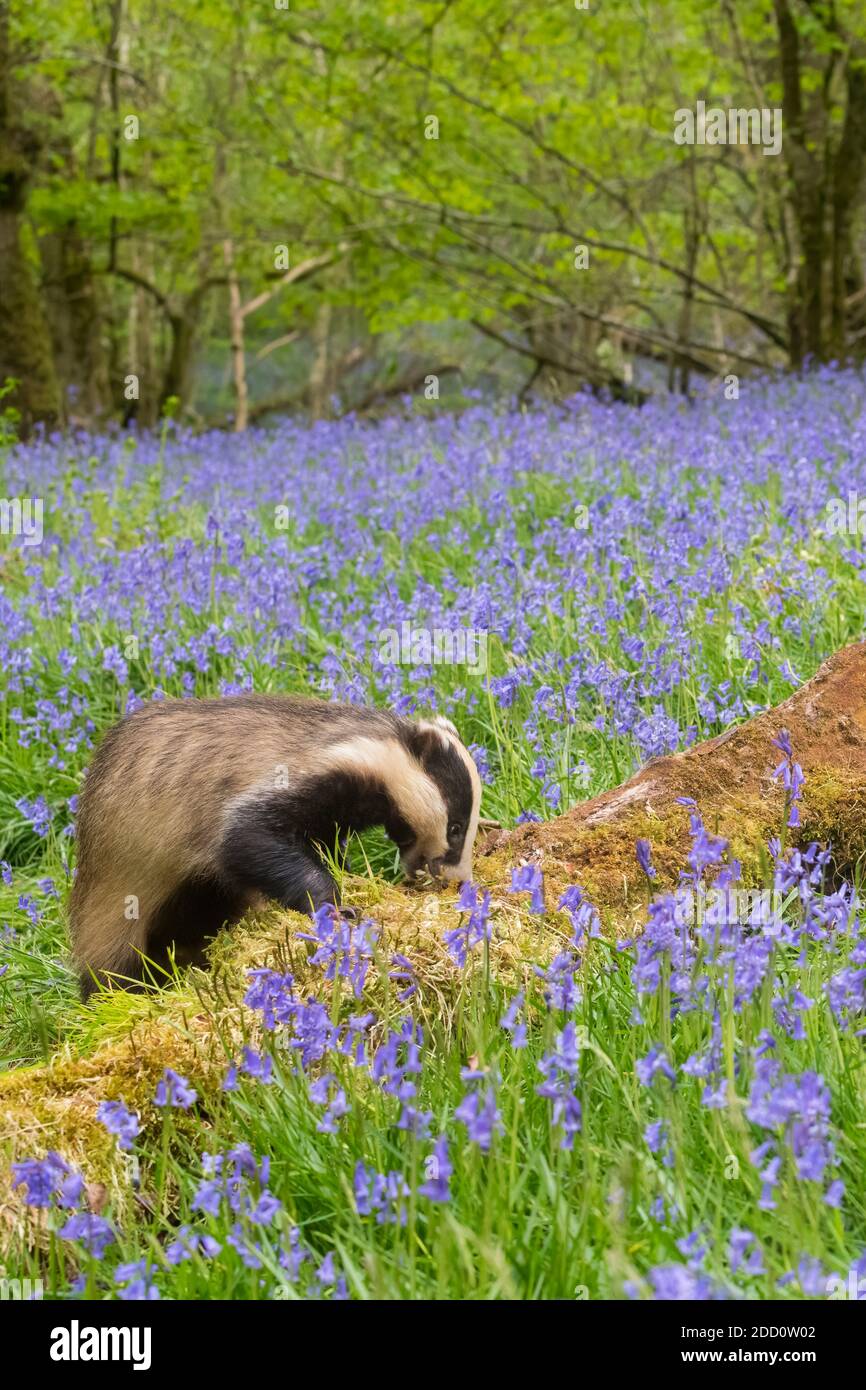 European Badger, Meles meles, Nahrungssuche in einem bluebell Wald, Dumfries und Galloway, Schottland Stockfoto