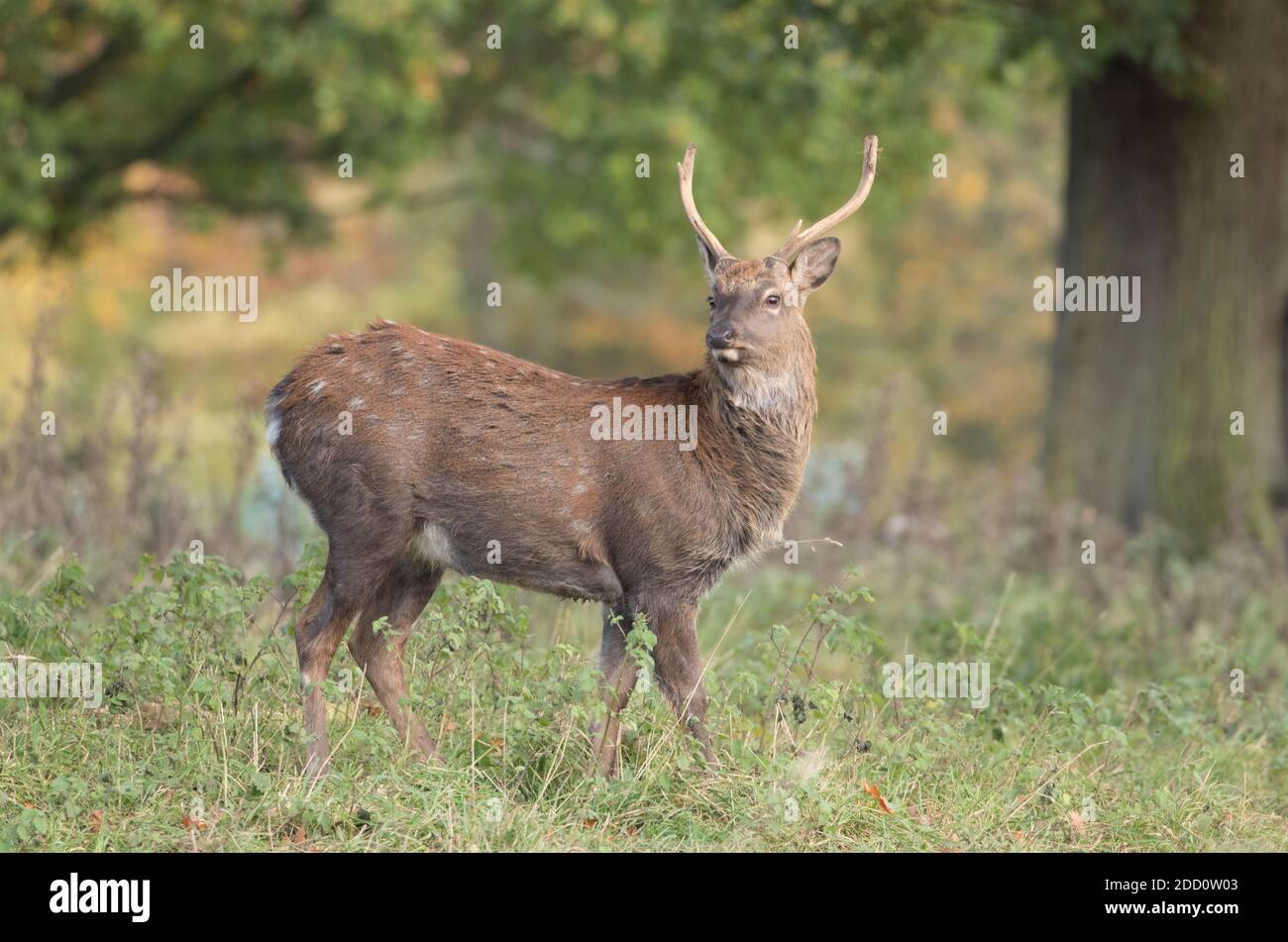 Sika Hirsch, Studley Royal Park Stockfoto