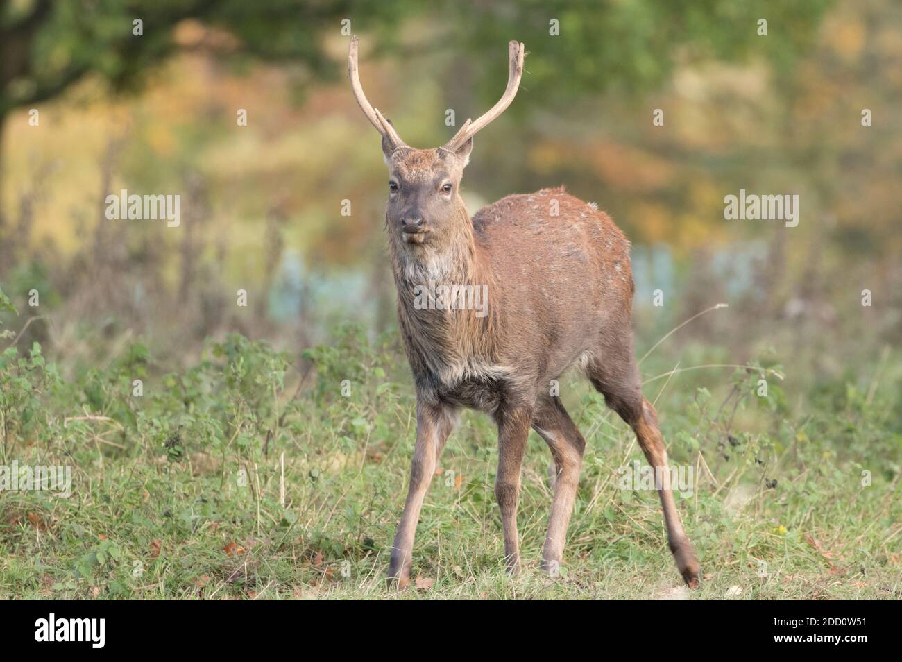 Sika Hirsch, Studley Royal Park Stockfoto