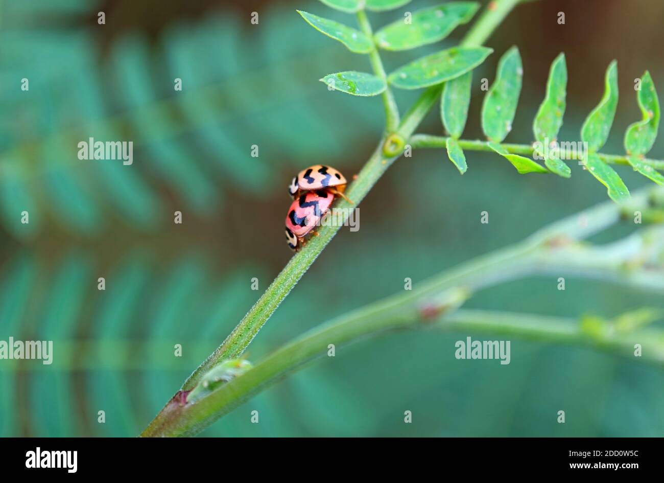 Nahaufnahme Paar liebliche Marienkäfer, die sich auf dem grünen Zweig paaren Stockfoto