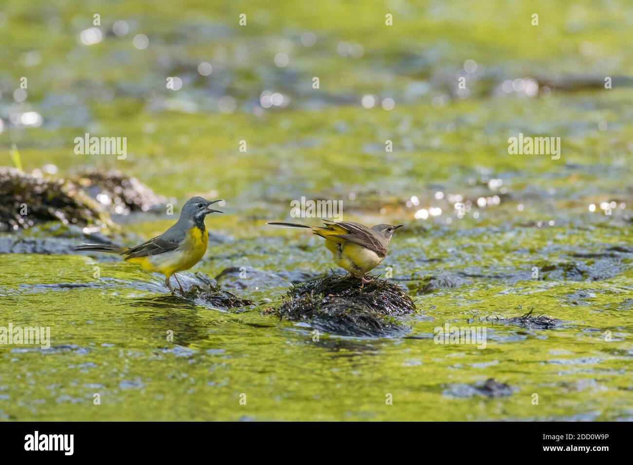 Männliche und weibliche Graustelze, Motacilla cinerea, Flussflotte, Dumfries & Galloway, Schottland Stockfoto