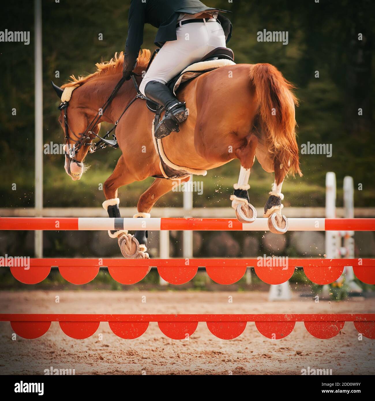 Ein schönes Sauerampfer mit flauschigem roten Schwanz und einem Reiter im Sattel springt im Springsport über eine hohe orange Barriere. Rückansicht. Stockfoto