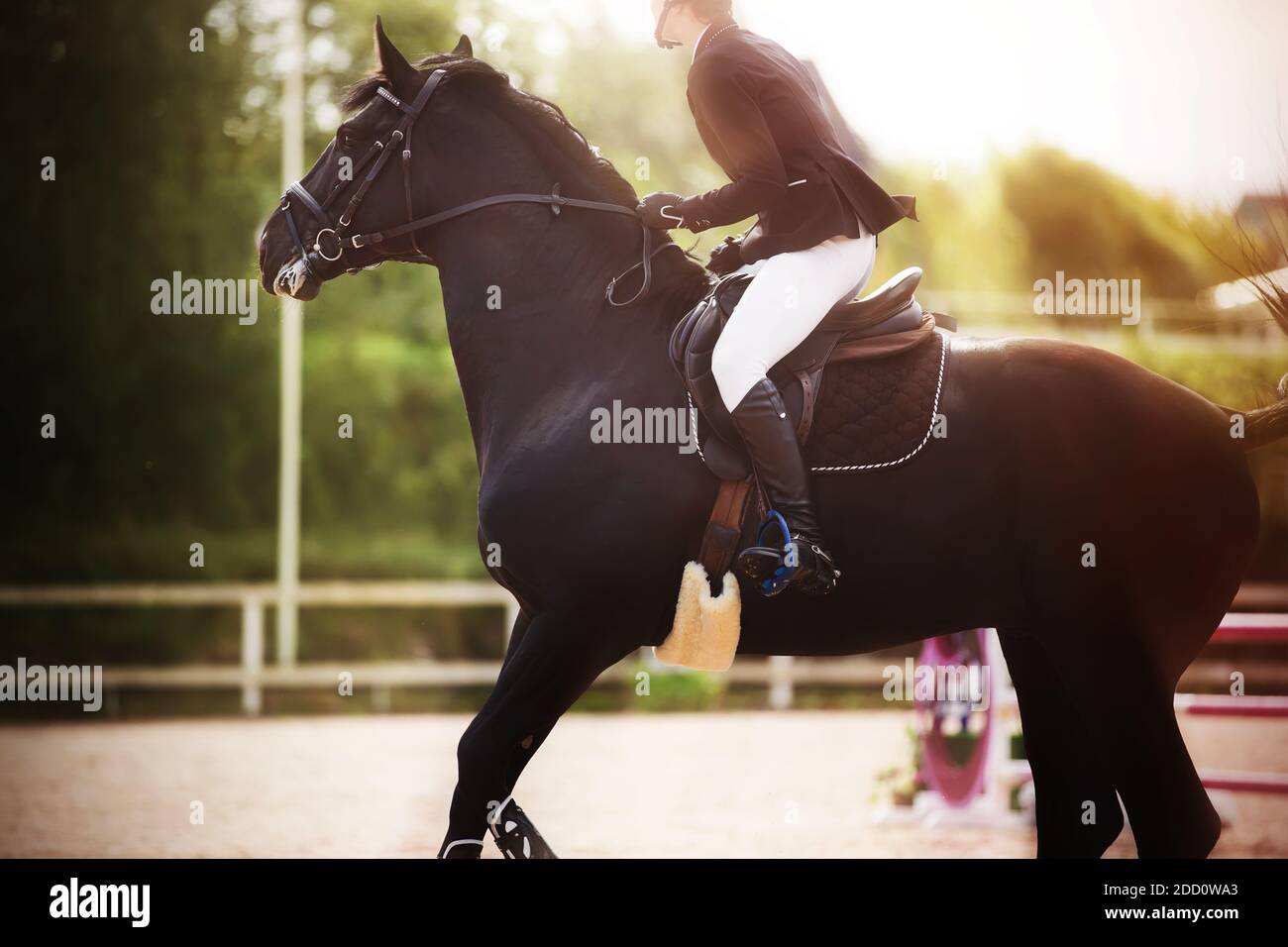 Ein schwarzes schnelles Pferd mit einem Reiter im Sattel galoppiert an einem sonnigen Sommertag flott bei Reitsportwettkämpfen. Reiten. Reitsport Stockfoto