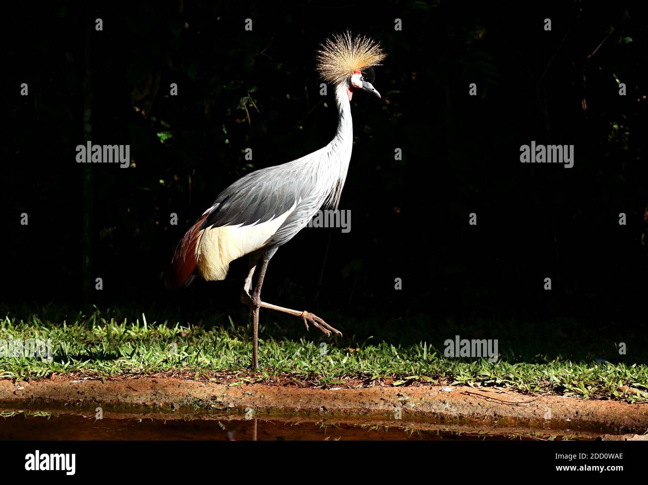 Gorgeous Grey Crowned Crane Bird Wandern entlang des Teiches, Foz do Iguacu, Brasilien, Südamerika Stockfoto