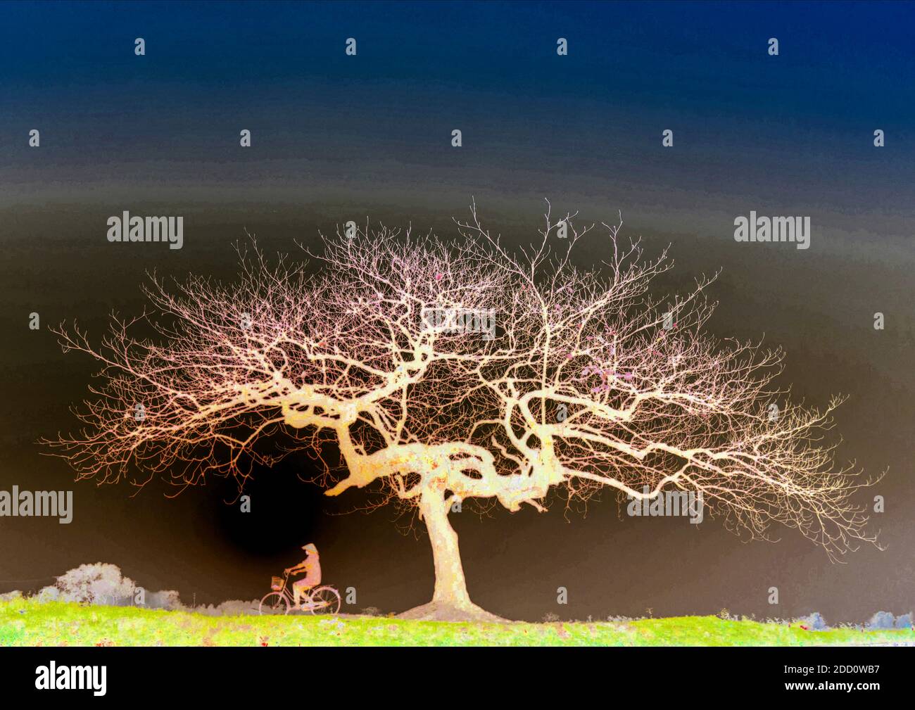 Farbiges invertiertes Bild eines Radfahrers unter einem sich ausbreitenden Baum. Stockfoto