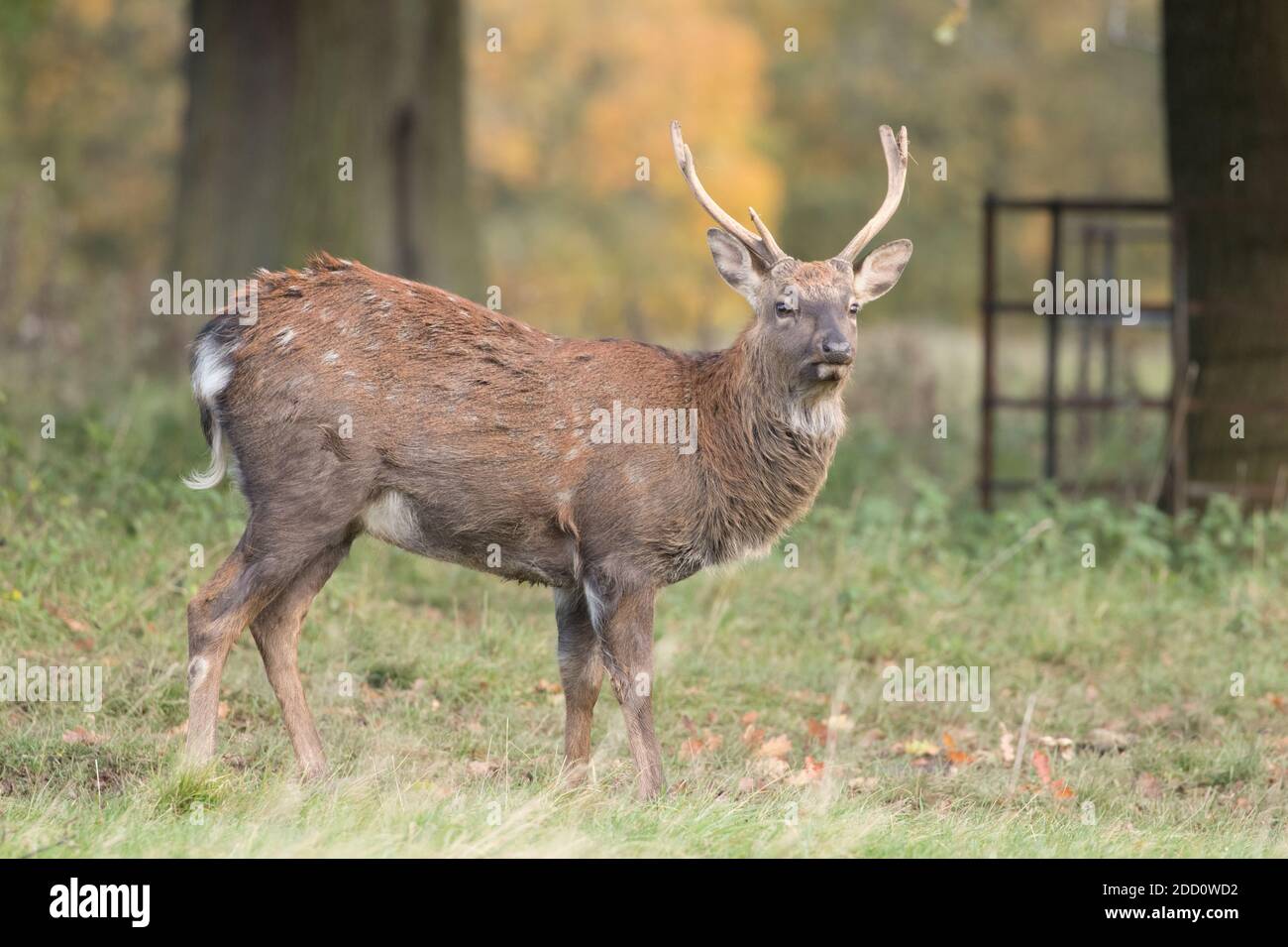 Sika Hirsch, Studley Royal Park Stockfoto
