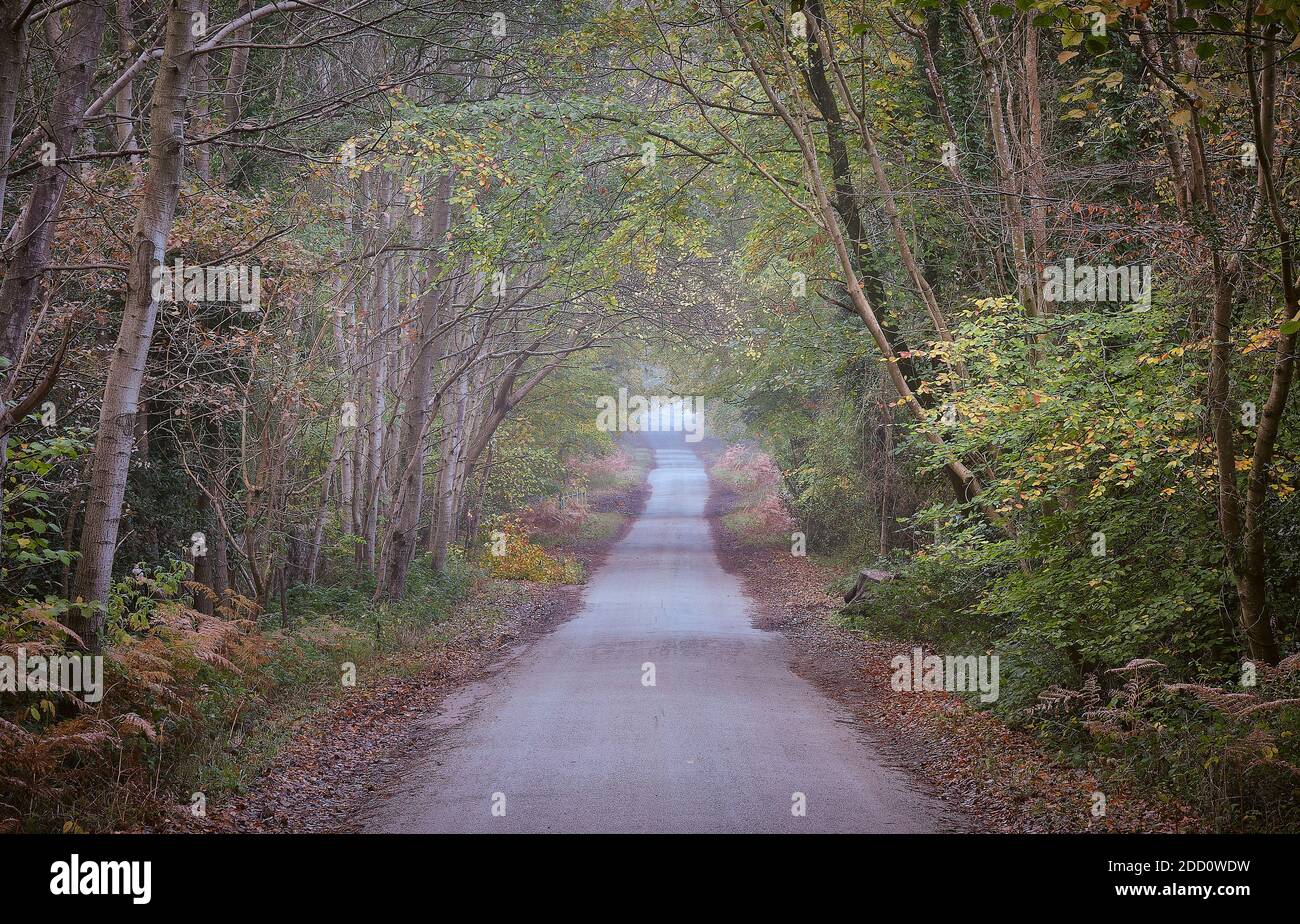 Eine Landstraße in Sussex durch einen Baumtunnel hinein Herbst Stockfoto