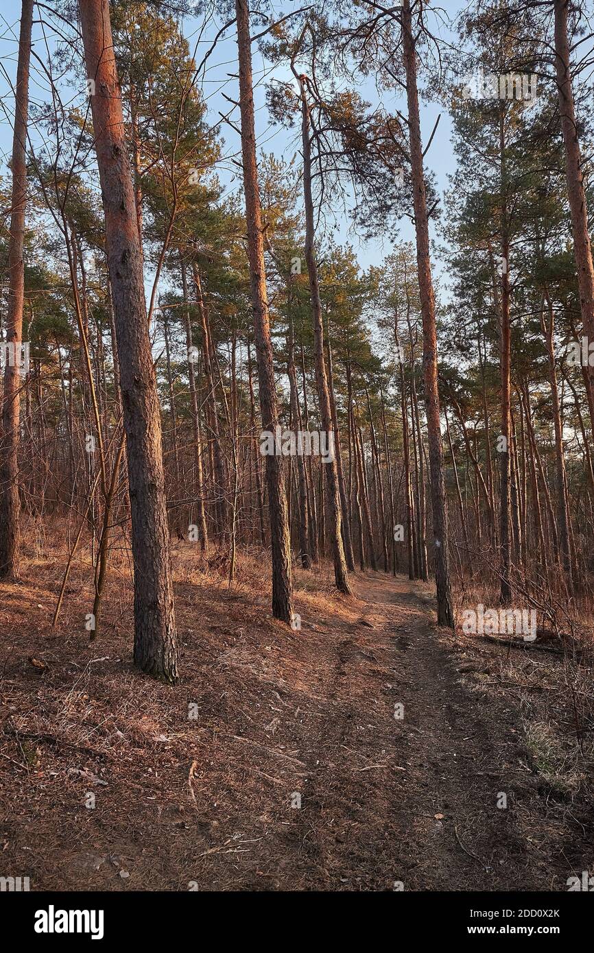 Wald der Pines Gehweg Stockfoto