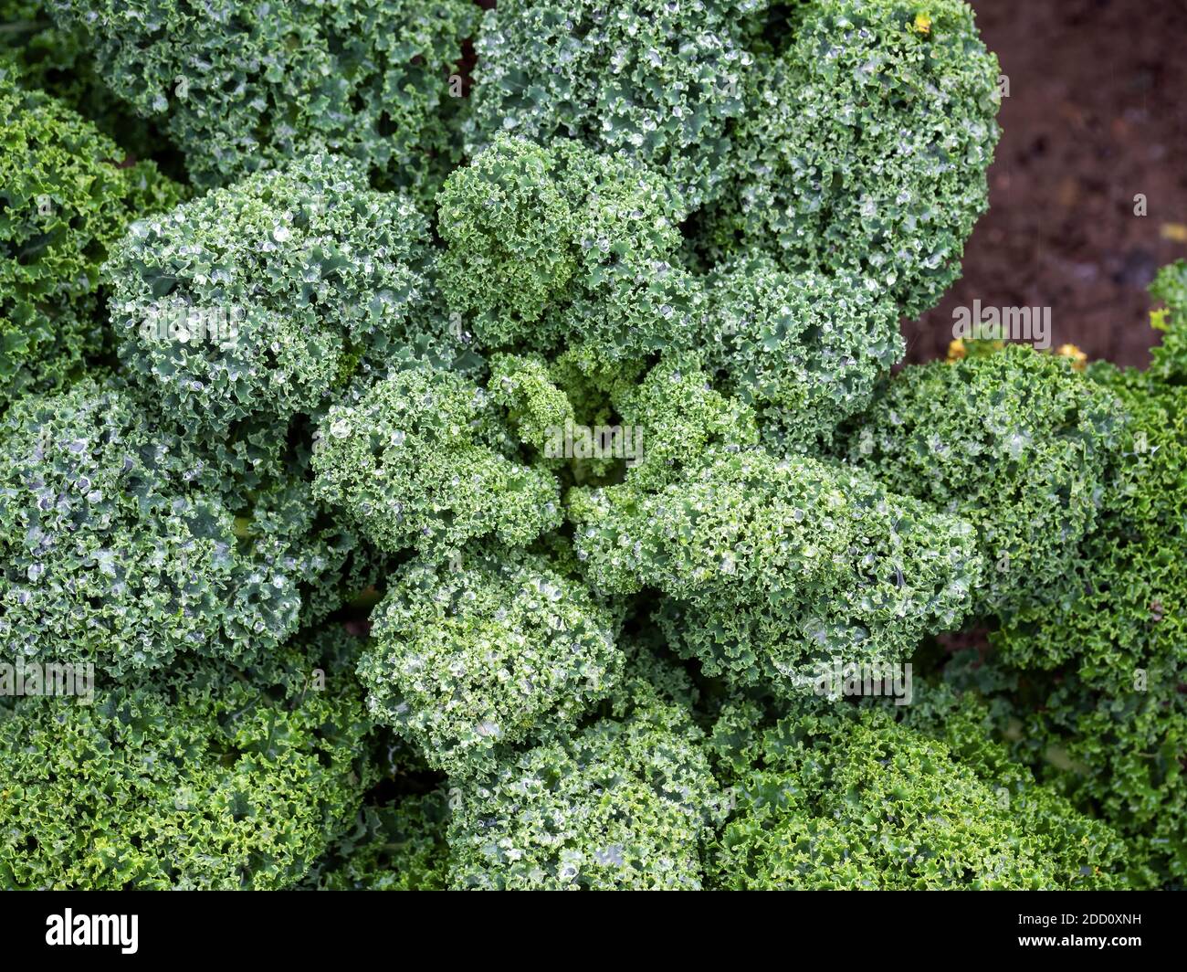 Lockige Grünkohl-Pflanze in Zuteilung, nach Regen. Frisches Gemüse. Stockfoto