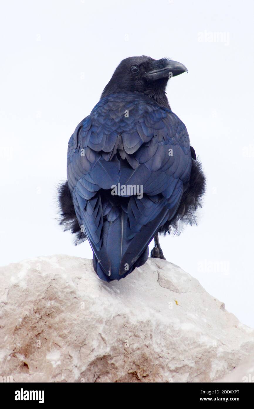 Nahaufnahme eines Raben (Corvus corax) Auf einem Felsen gelegen, sind diese großen schwarzen Vögel eins Von mehreren großkörperigen Arten der Gattung Corvus Stockfoto