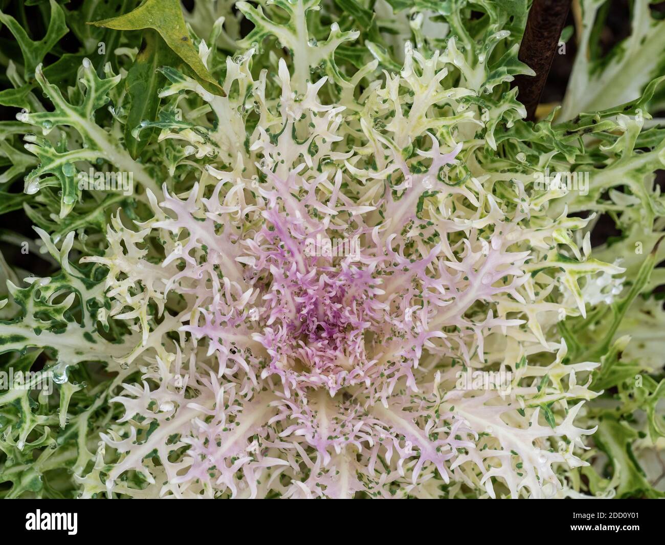 Pfauenweisse Grünkohl-Pflanze, hübsches Gemüse im Garten. Nach Regen. Stockfoto