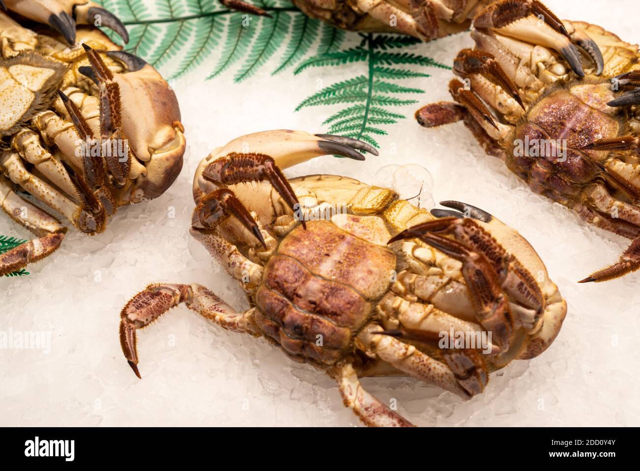 Frische Meeresfrüchte Crab On Ice Auf Dem Fischmarkt Stockfoto
