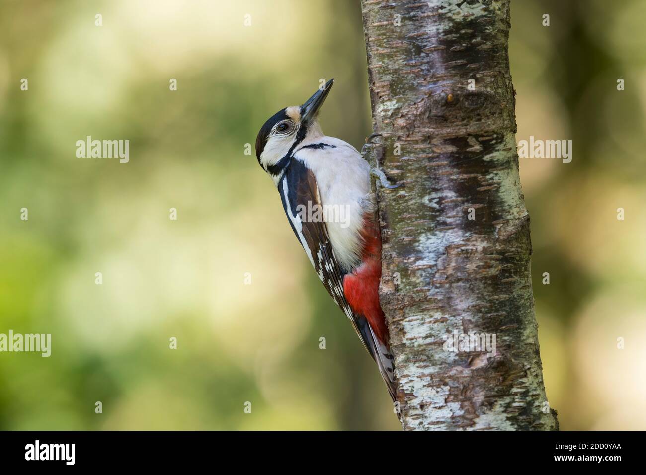 Weibliche Buntspecht, Dendrocopos Major, auf einer Birke, Dumfries & Galloway, Schottland Stockfoto