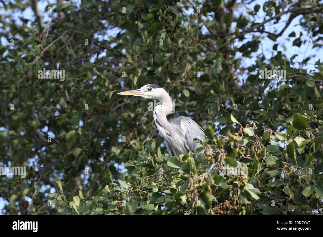 Graureiher auf einem Ast Stockfoto