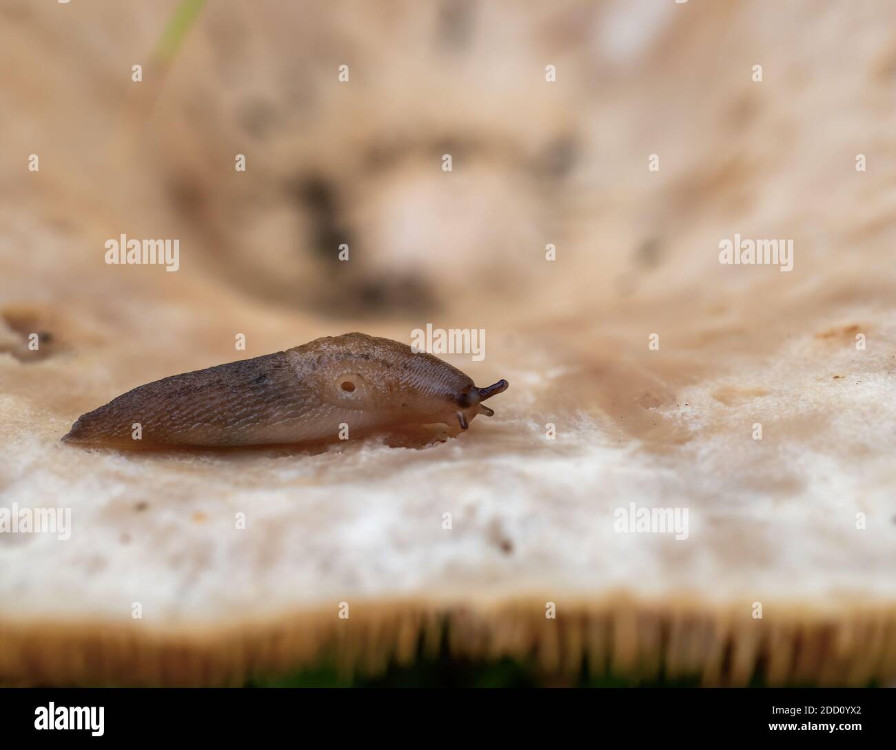 Braune Schnecke, die auf Pilzmakro frisst, UK, sichtbarer Mantel, Pneumostom und Tentakeln. Stockfoto