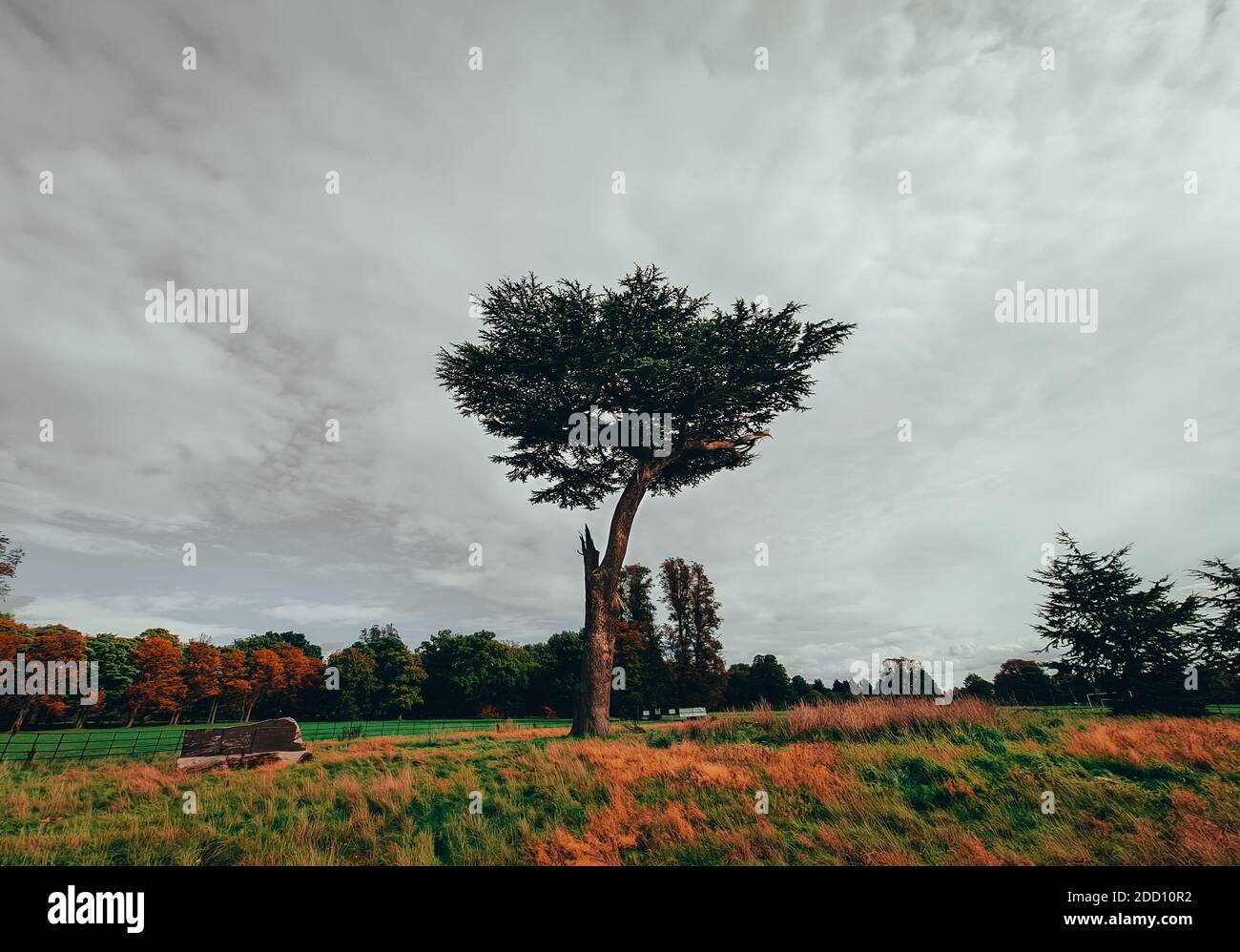 Solo Baum vor Wald Stockfoto