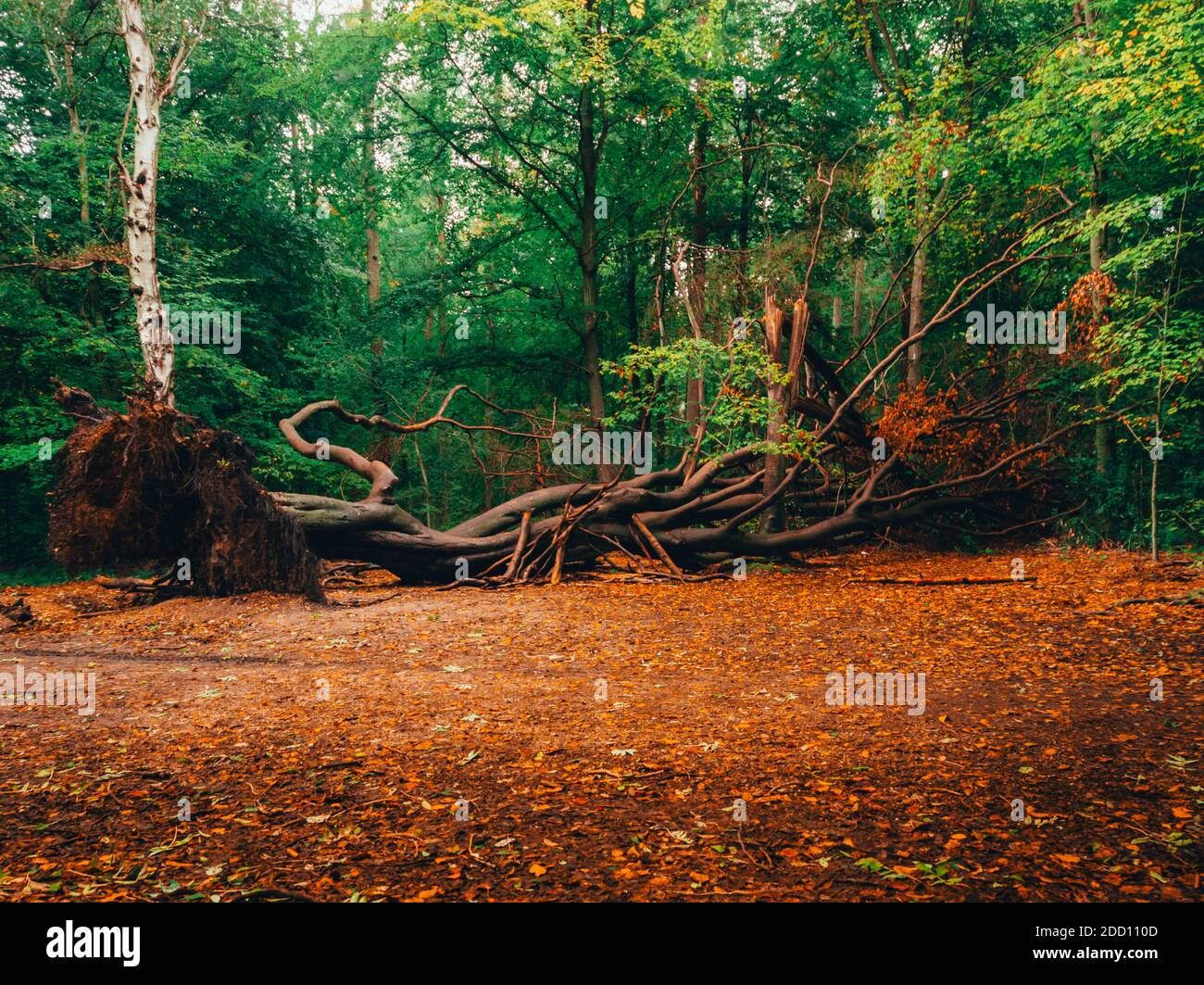 Herbst Baum im Wald Stockfoto