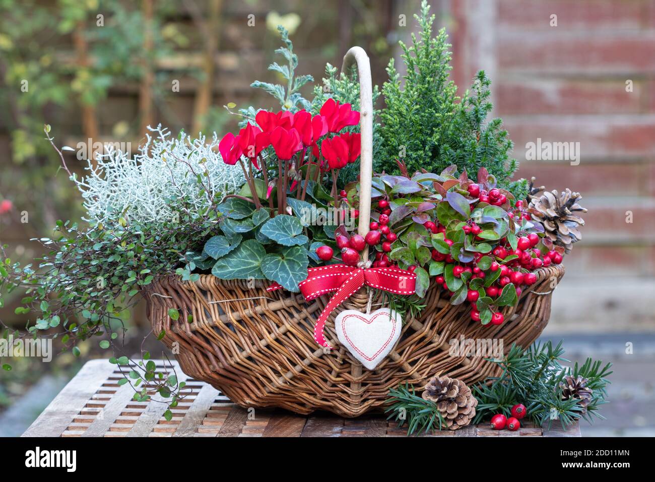 Korb mit roten Cyclamen, Gaulteria, Nadelbäumen und Kissenbusch als Wintergartendekoration Stockfoto