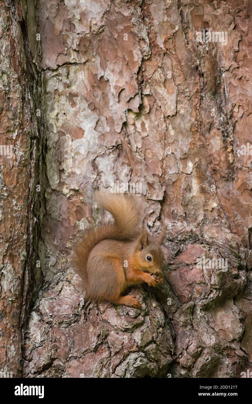 Red Squirrel, Sciurus vulgaris, auf einer schottischen Kiefer, Dumfries & Galloway, Schottland Stockfoto