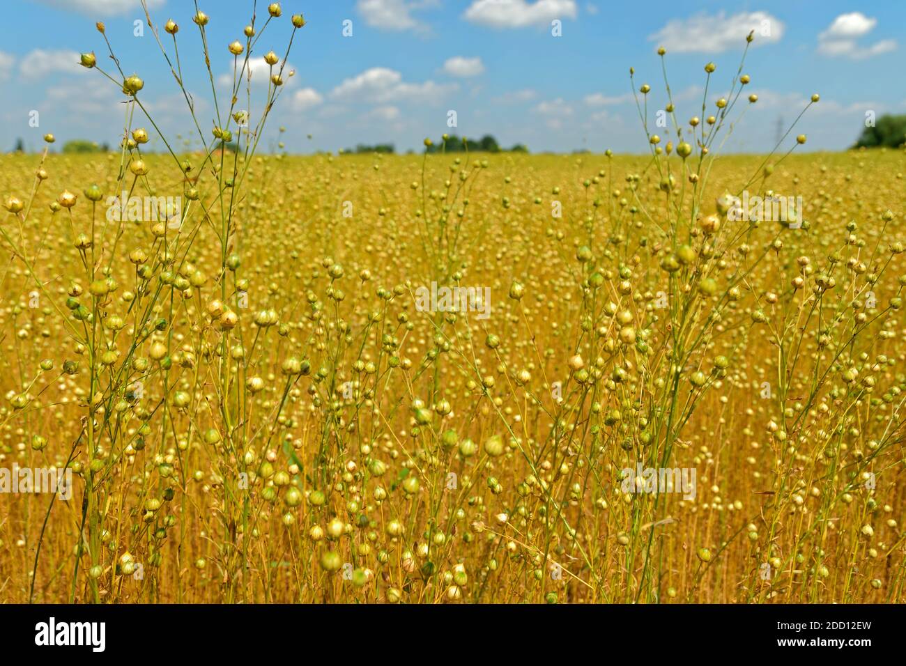 Flachs crop. Stockfoto