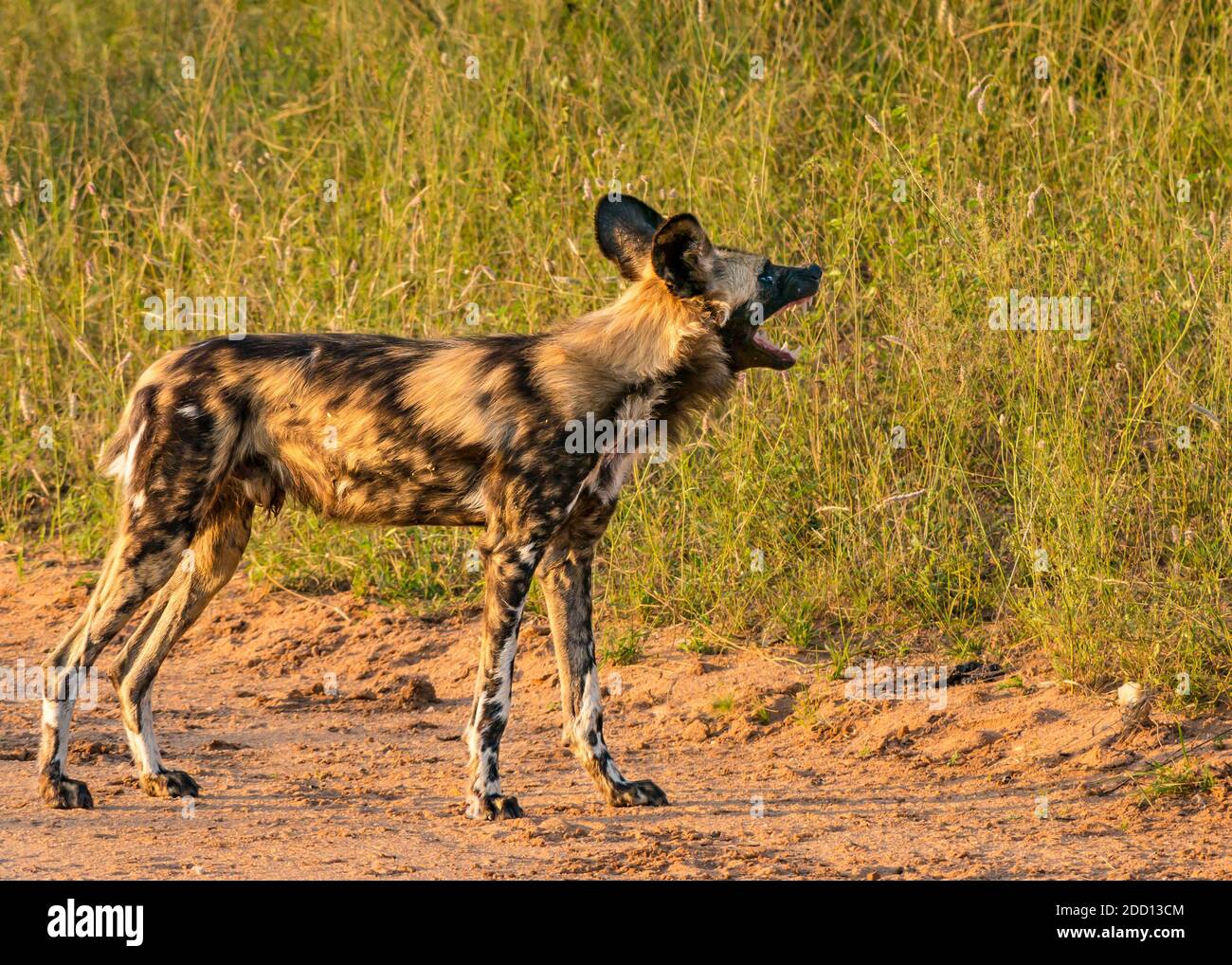 Afrikanischer Wildhund, Lycaon Pictus, afrikanisches Wildreservat, Greater Kruger National Park, Südafrika Stockfoto