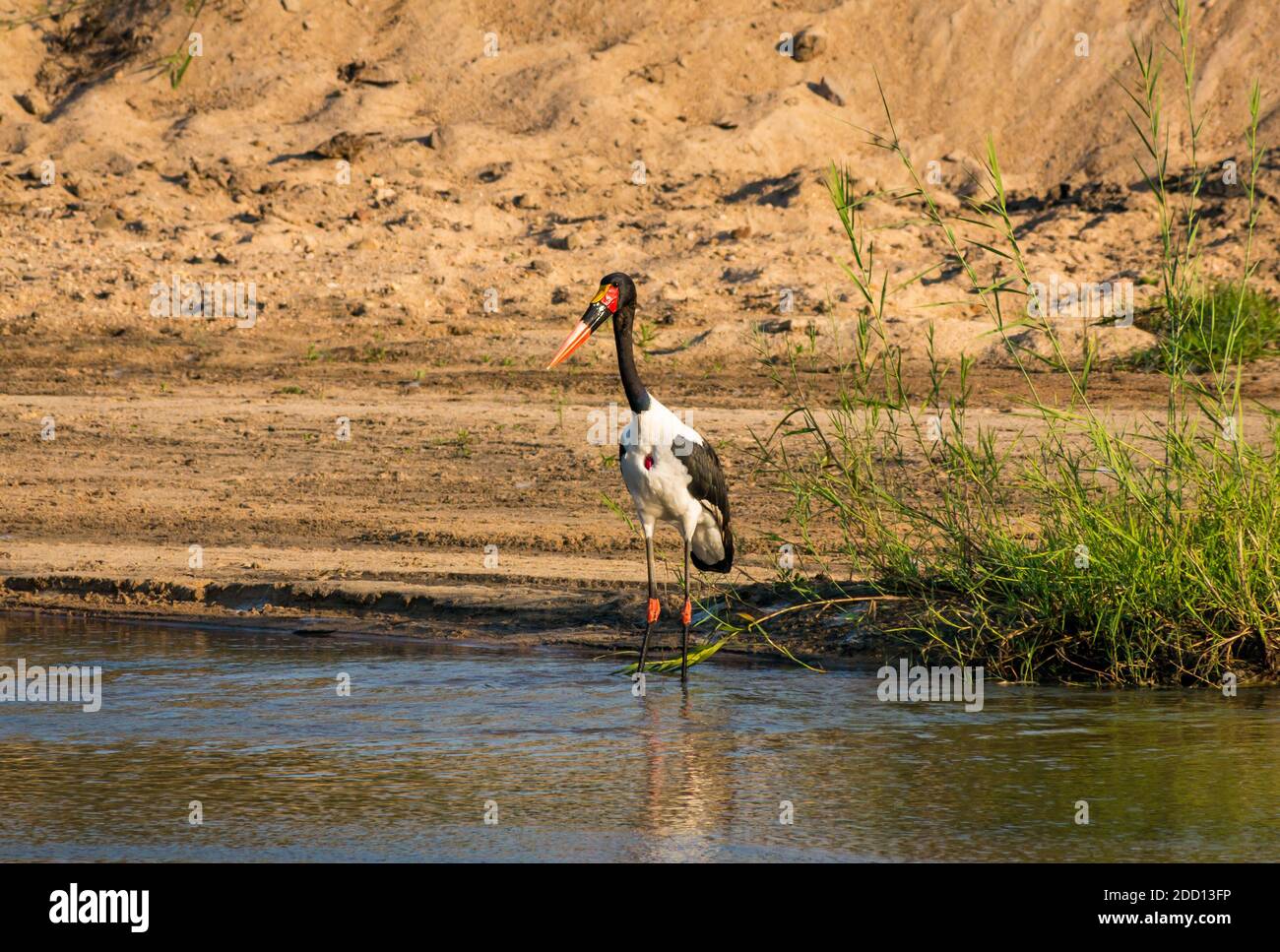 Sattelstorch, Ephippiorhynchus senegalensis, im Fluss, großer Kruger-Nationalpark, Südafrika Stockfoto