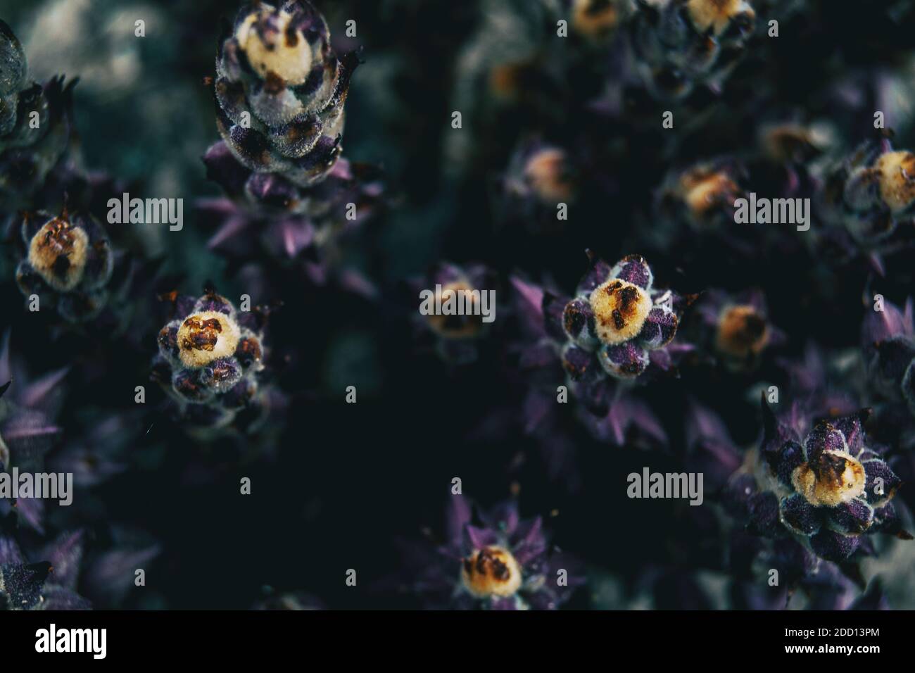 Makro der gelben Spitzen einiger purpurner Stachelpflanzen In freier Wildbahn Stockfoto
