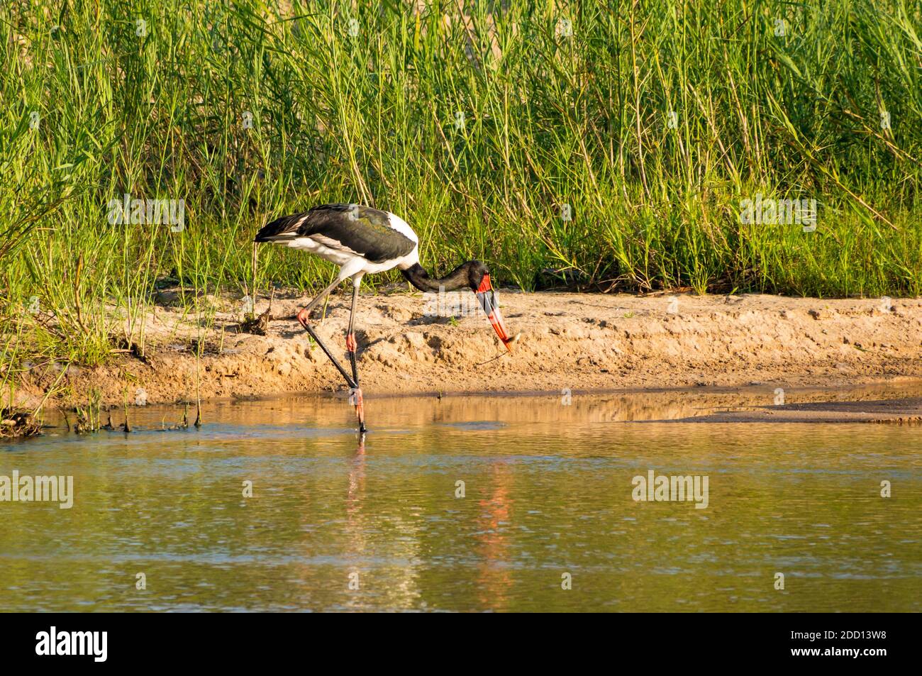 Sattelstorch, Ephippiorhynchus senegalensis, Fischfang im Fluss, Großraum Kruger-Nationalpark, Südafrika Stockfoto