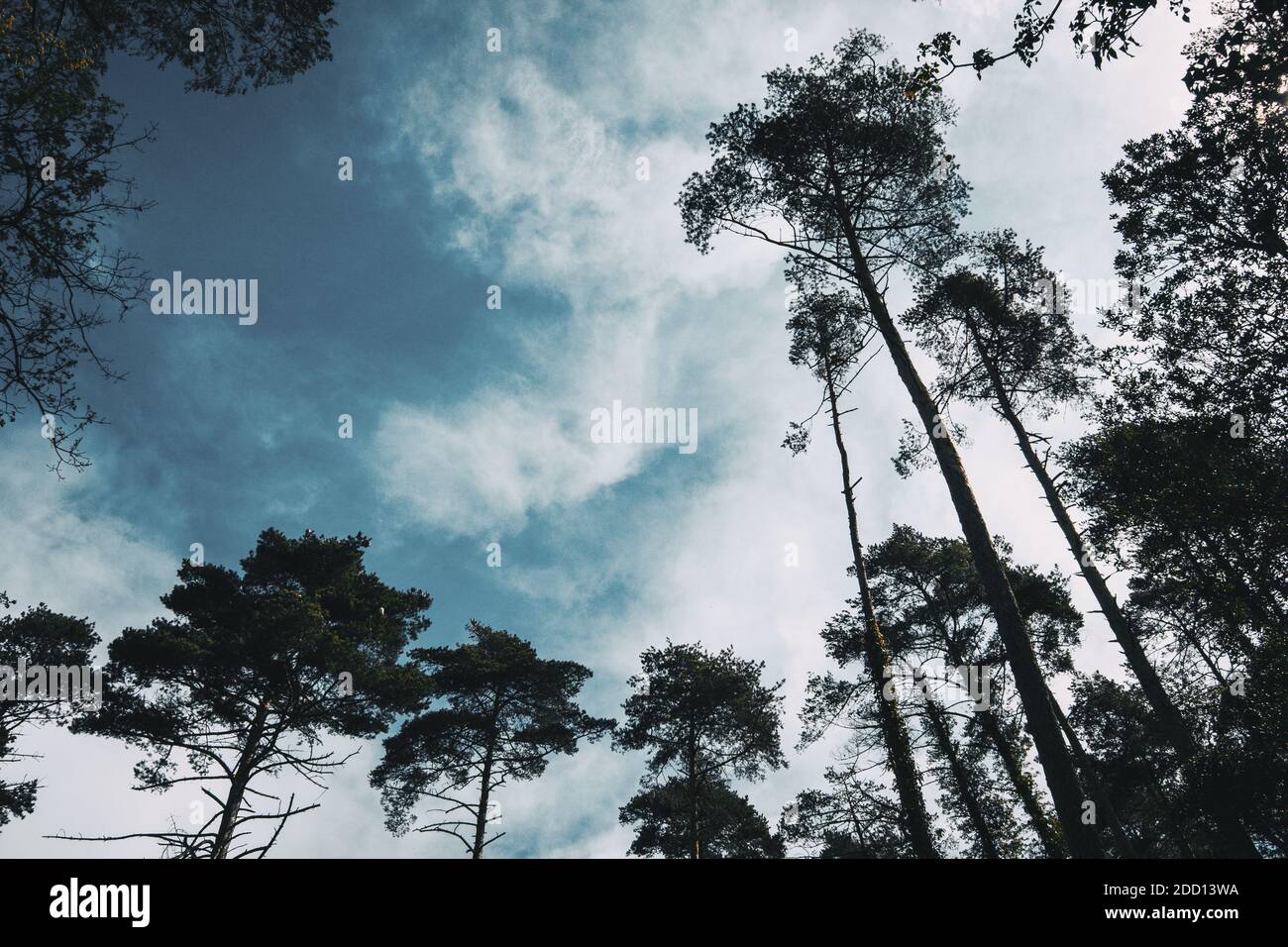 Die Silhouetten einiger hoher Bäume gegen einen bewölkten Himmel In einem Wald Stockfoto