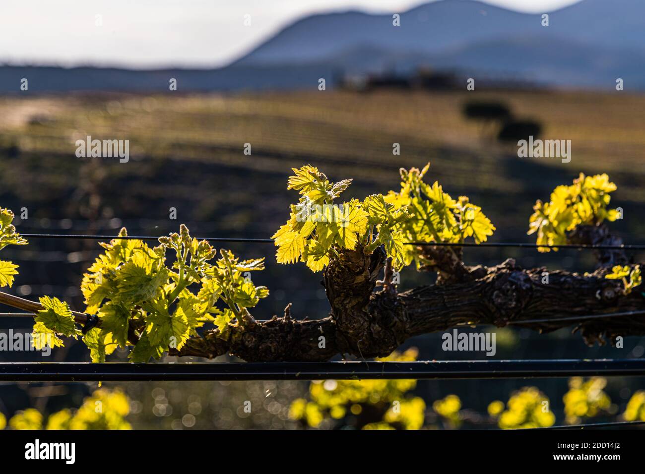 Der Wein, die sierra und das Meer. Im Naturschutzgebiet Cap de Creus gibt es drei Weingüter. Martin Faixó bewirtschaftet hier 13 Hektar mit teilweise endemischen Reben wie Picapoll. Weingut in Roses, Katalonien, Spanien Stockfoto