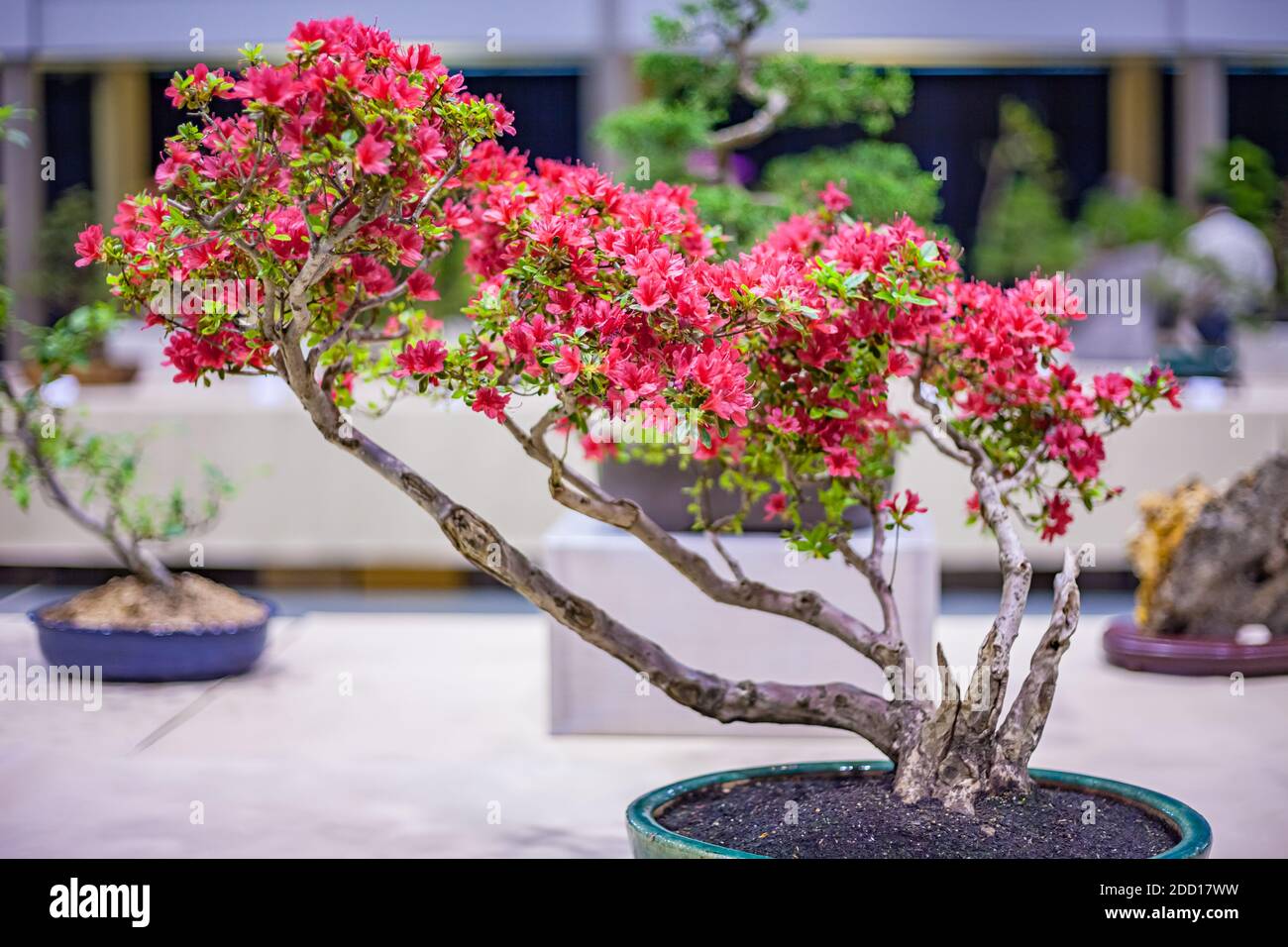 Bonsai in blte -Fotos und -Bildmaterial in hoher Auflsung  Alamy